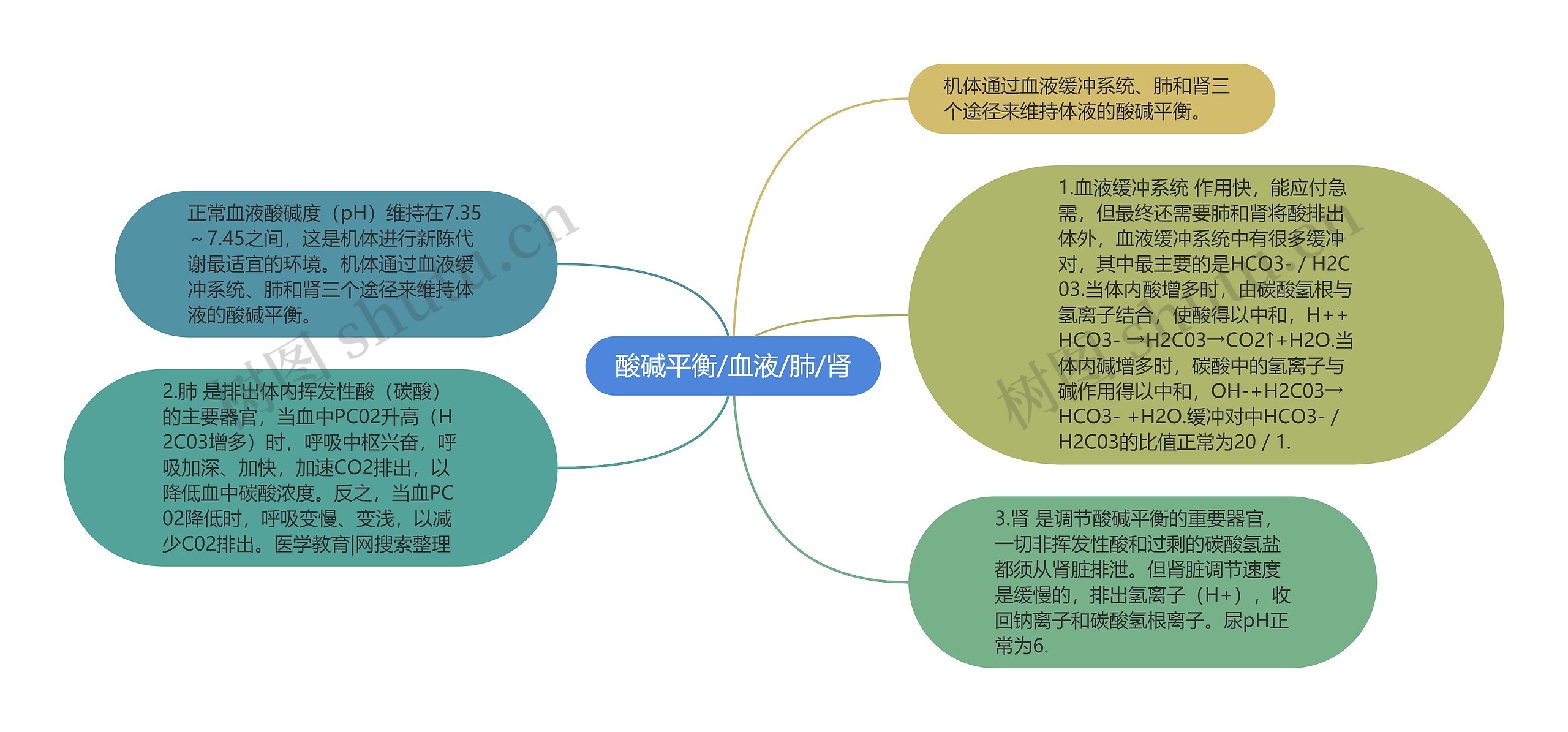 酸碱平衡/血液/肺/肾