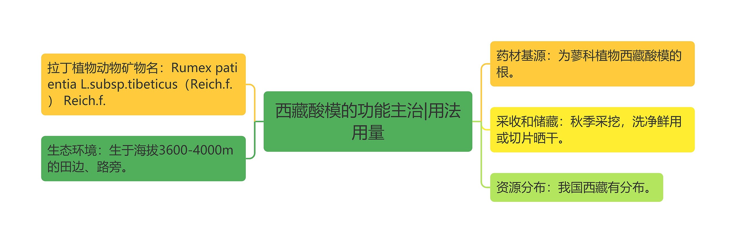 西藏酸模的功能主治|用法用量 西藏酸模的功能主治|用法用量