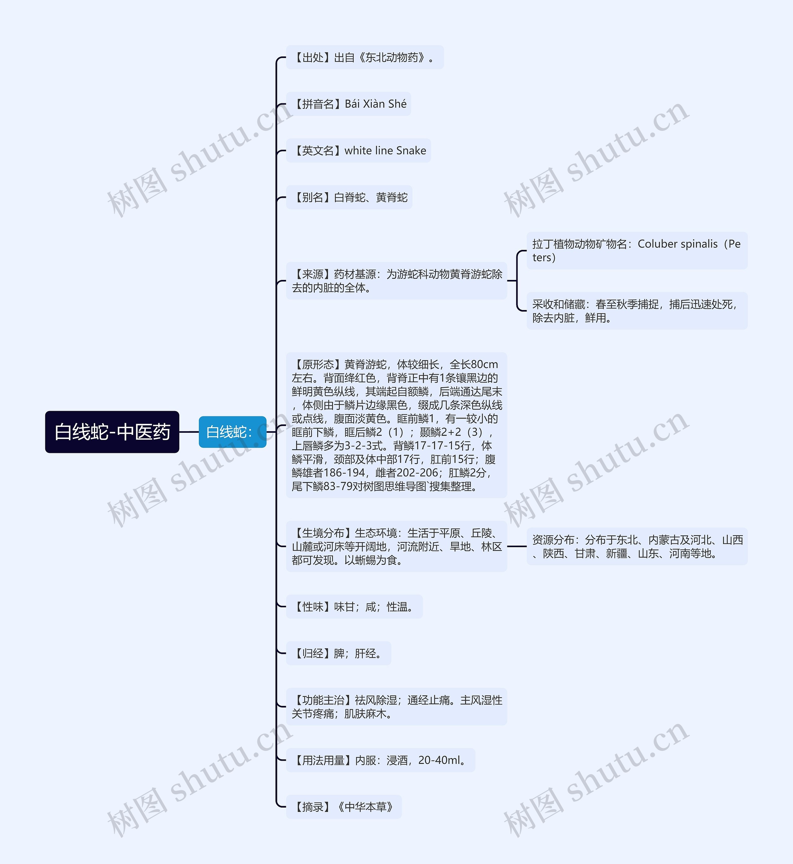 白线蛇-中医药