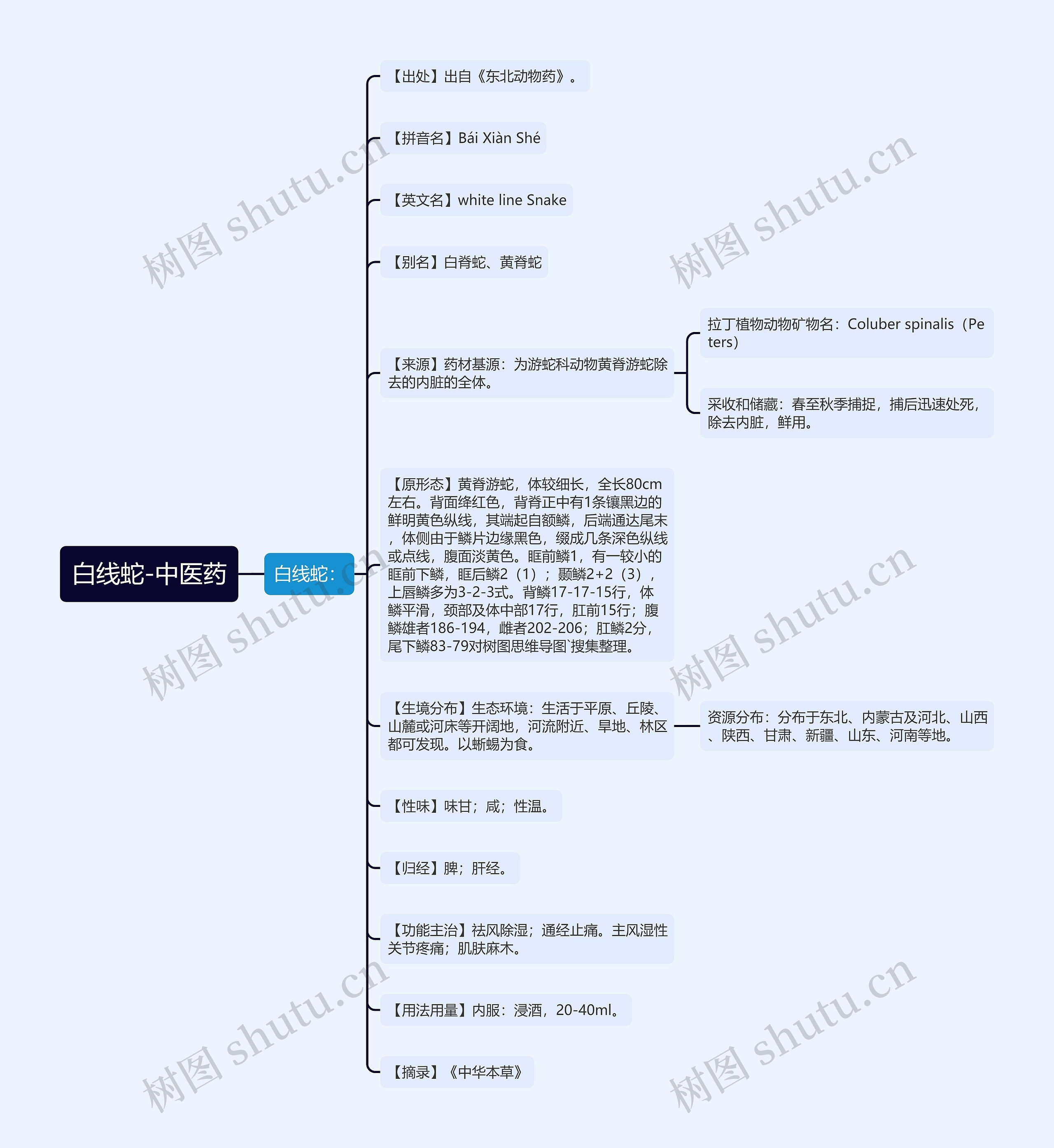 白线蛇-中医药 白线蛇-中医药