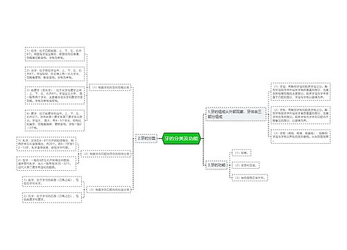 牙的分类及功能