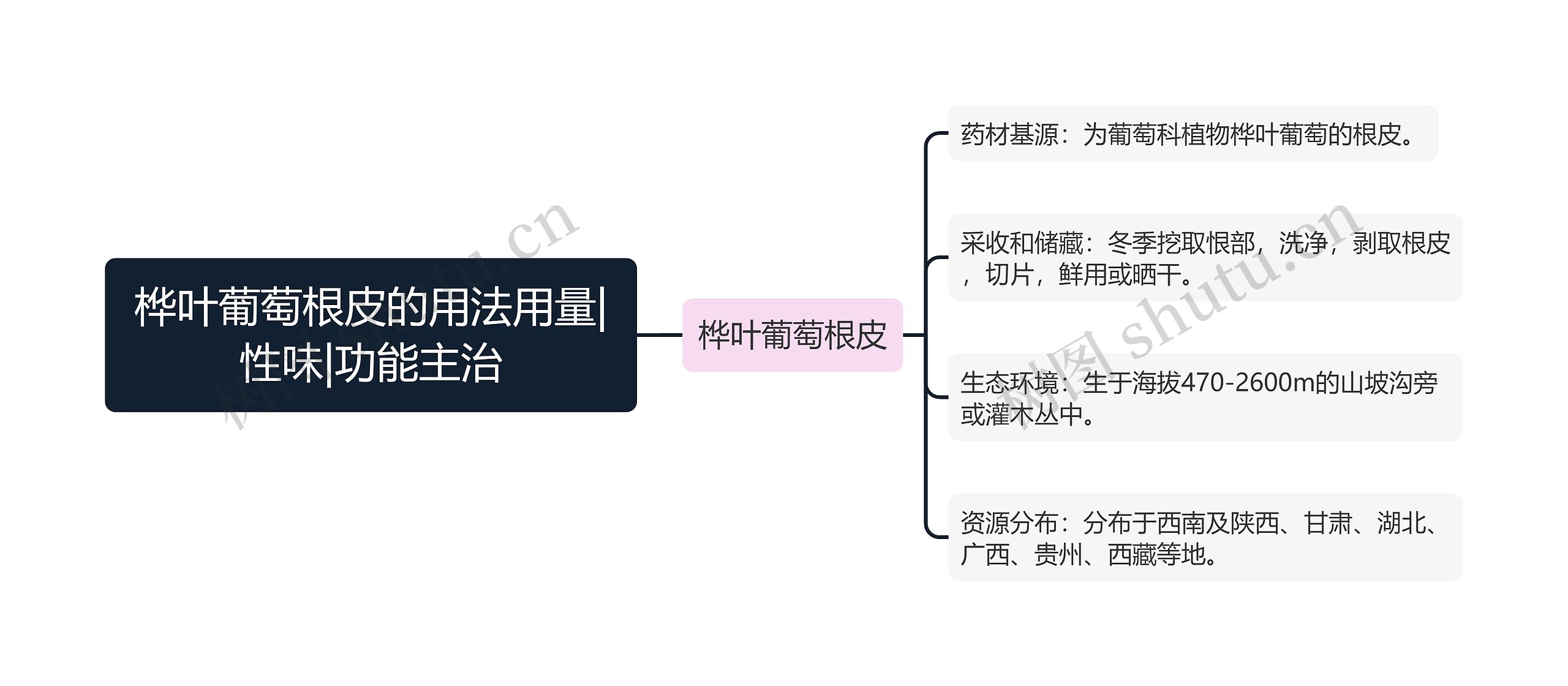 桦叶葡萄根皮的用法用量|性味|功能主治