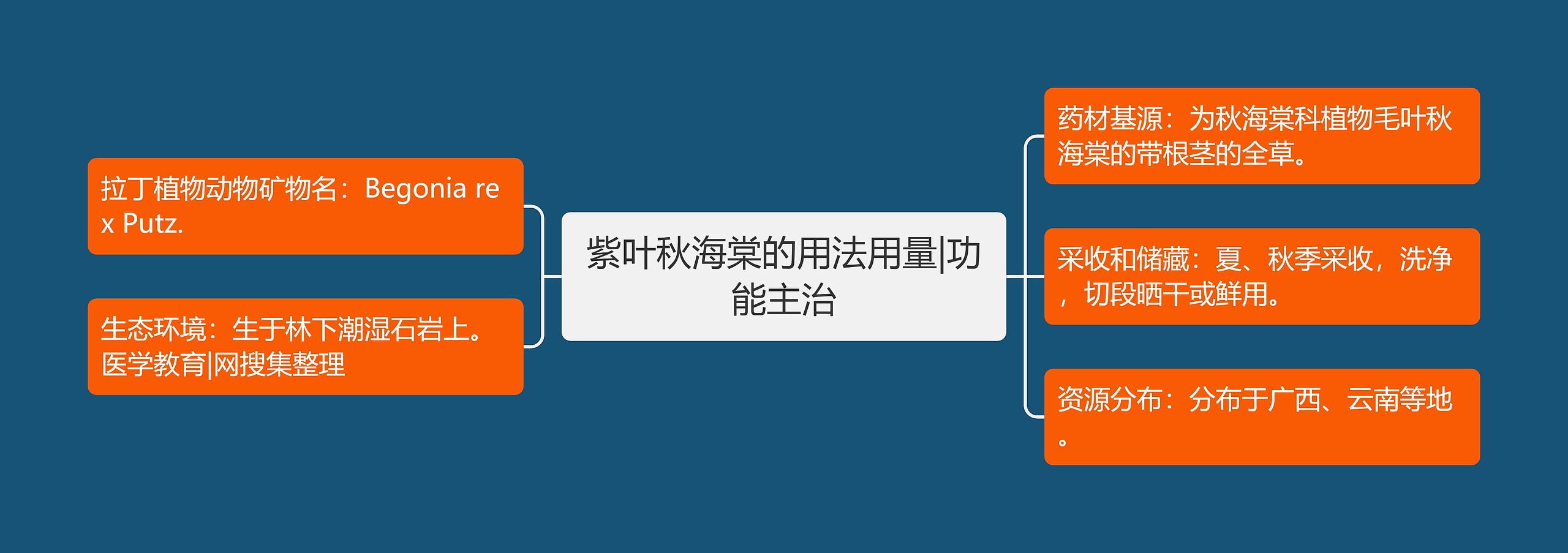 紫叶秋海棠的用法用量|功能主治