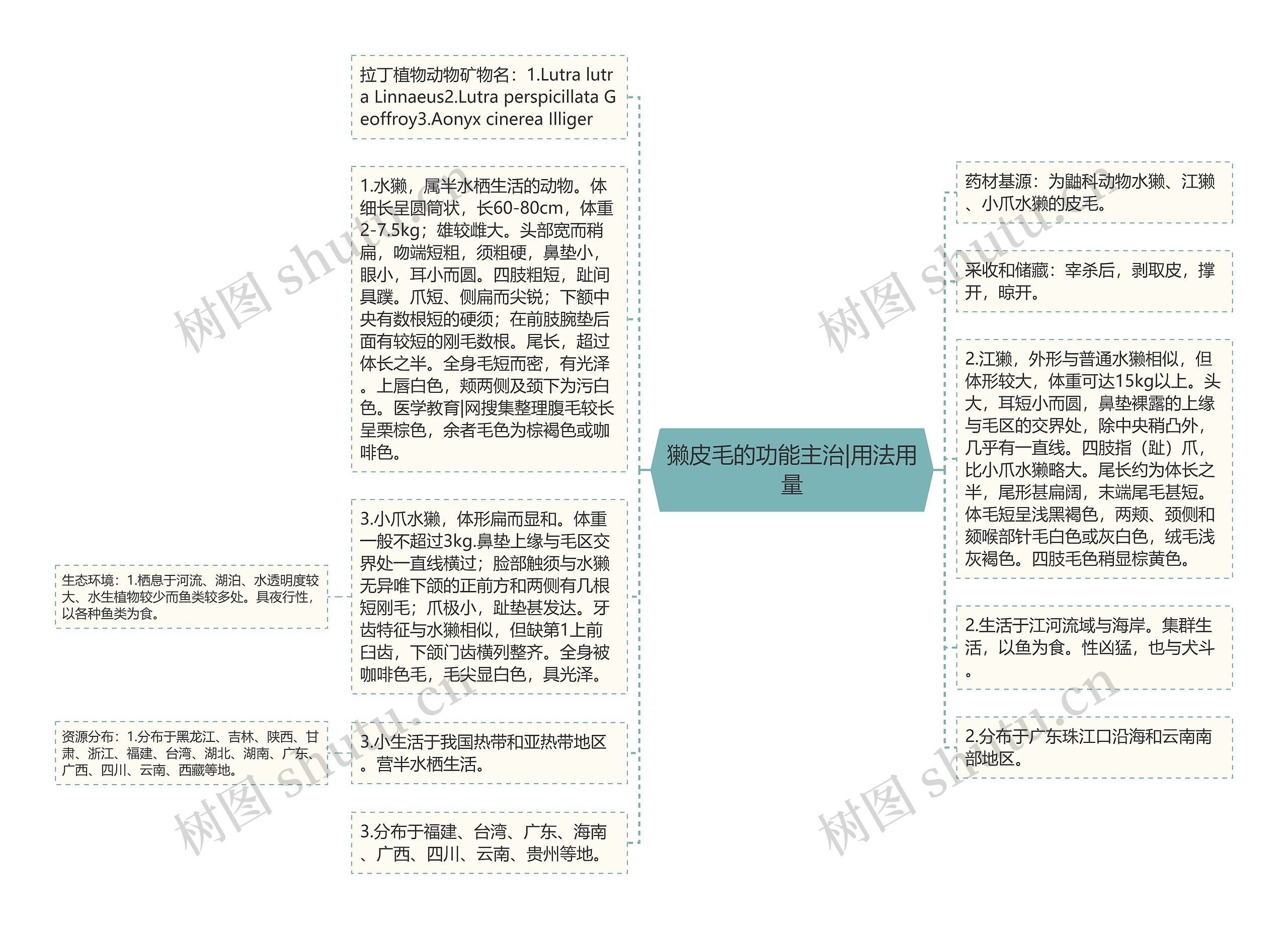 獭皮毛的功能主治|用法用量思维导图