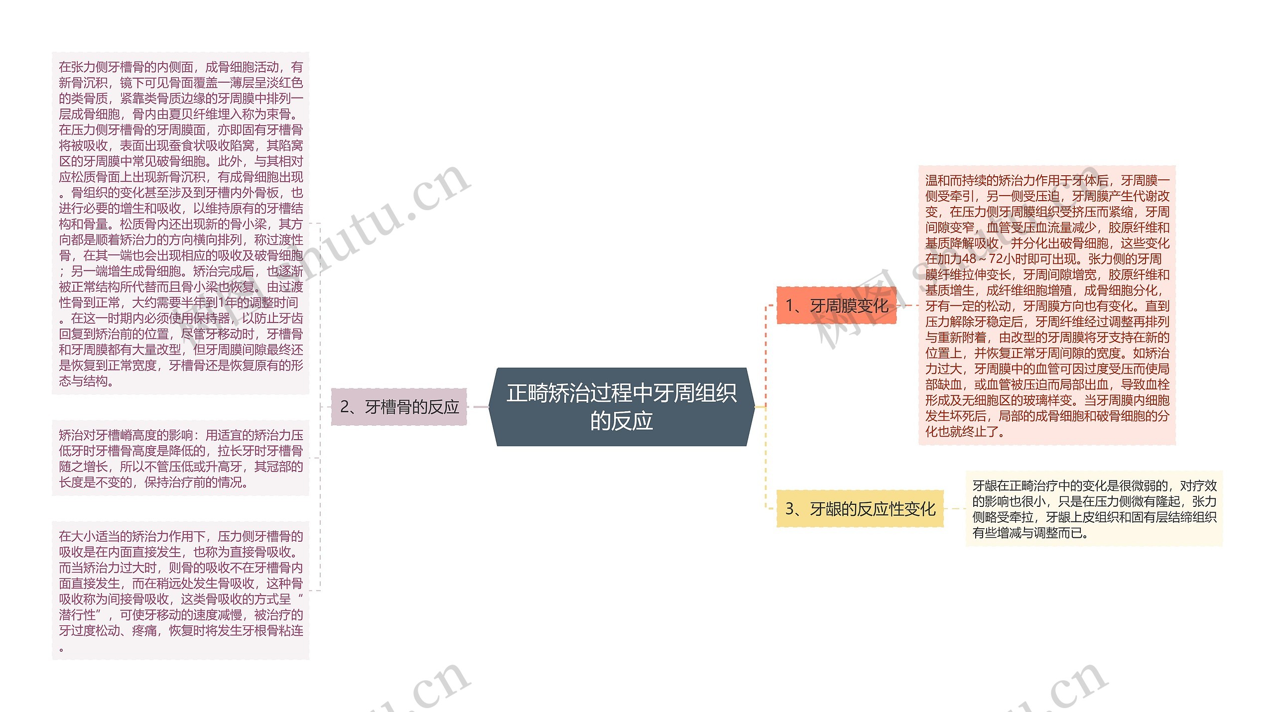 正畸矫治过程中牙周组织的反应思维导图