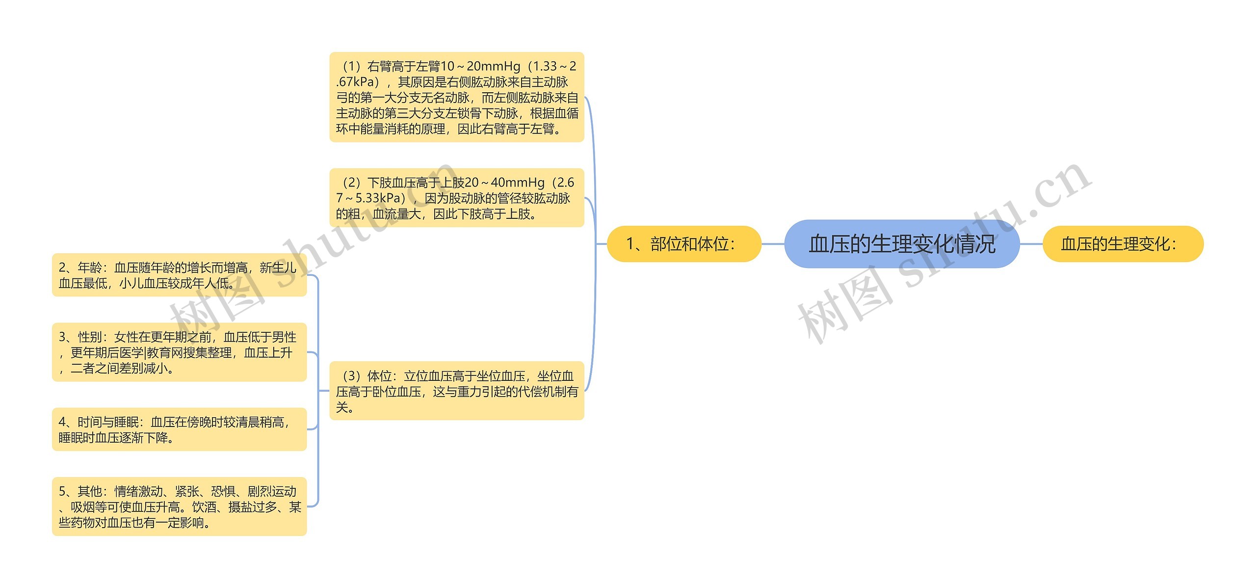 血压的生理变化情况思维导图