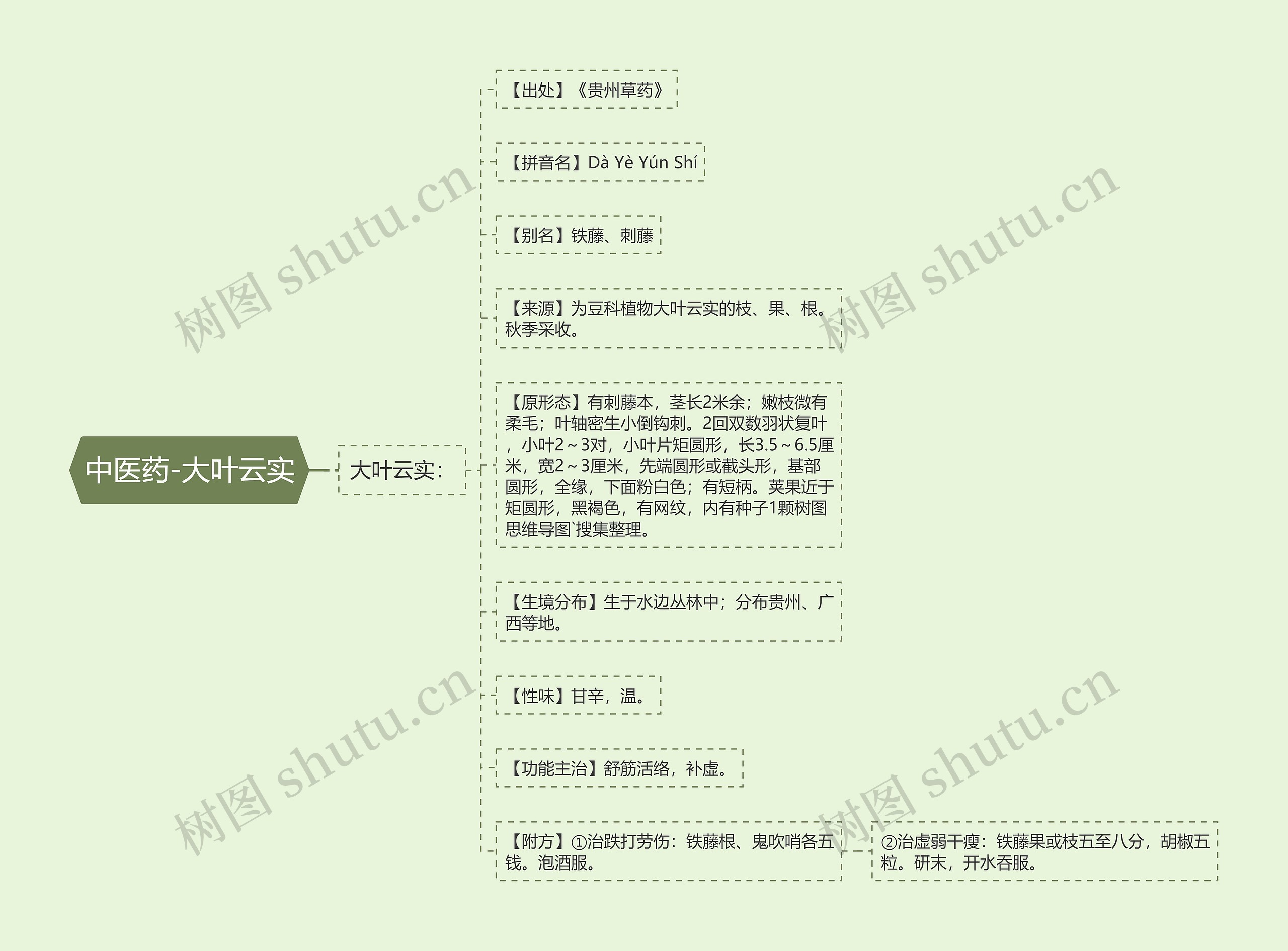 中医药-大叶云实思维导图