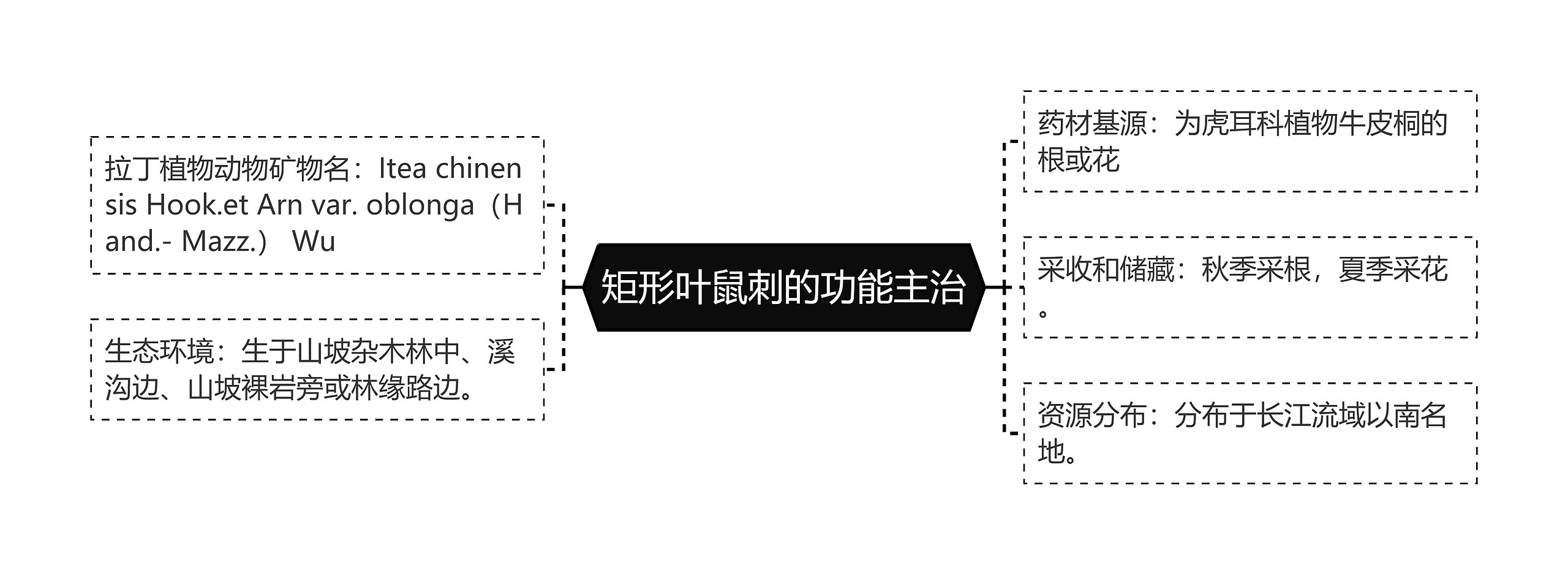 矩形叶鼠刺的功能主治