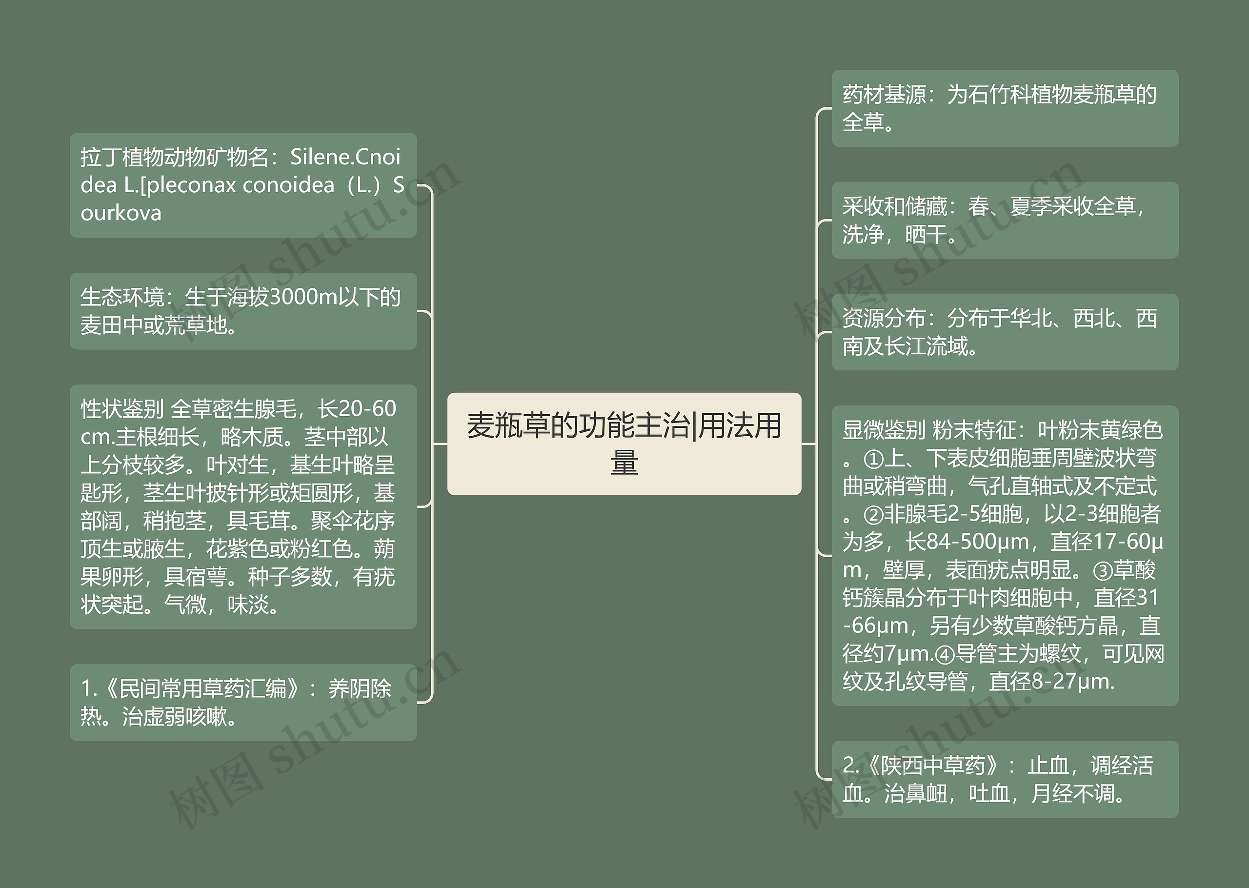 麦瓶草的功能主治|用法用量思维导图