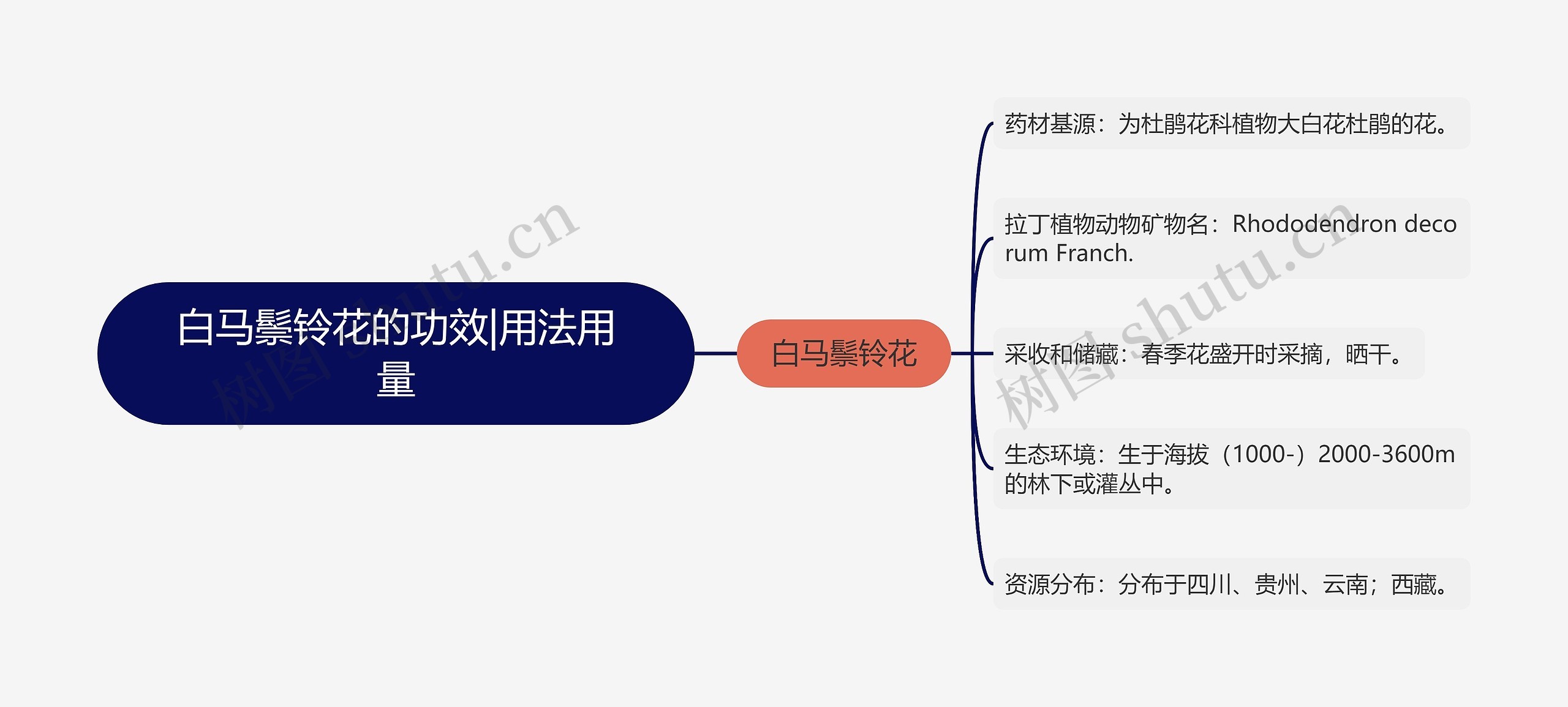 白马鬃铃花的功效|用法用量思维导图