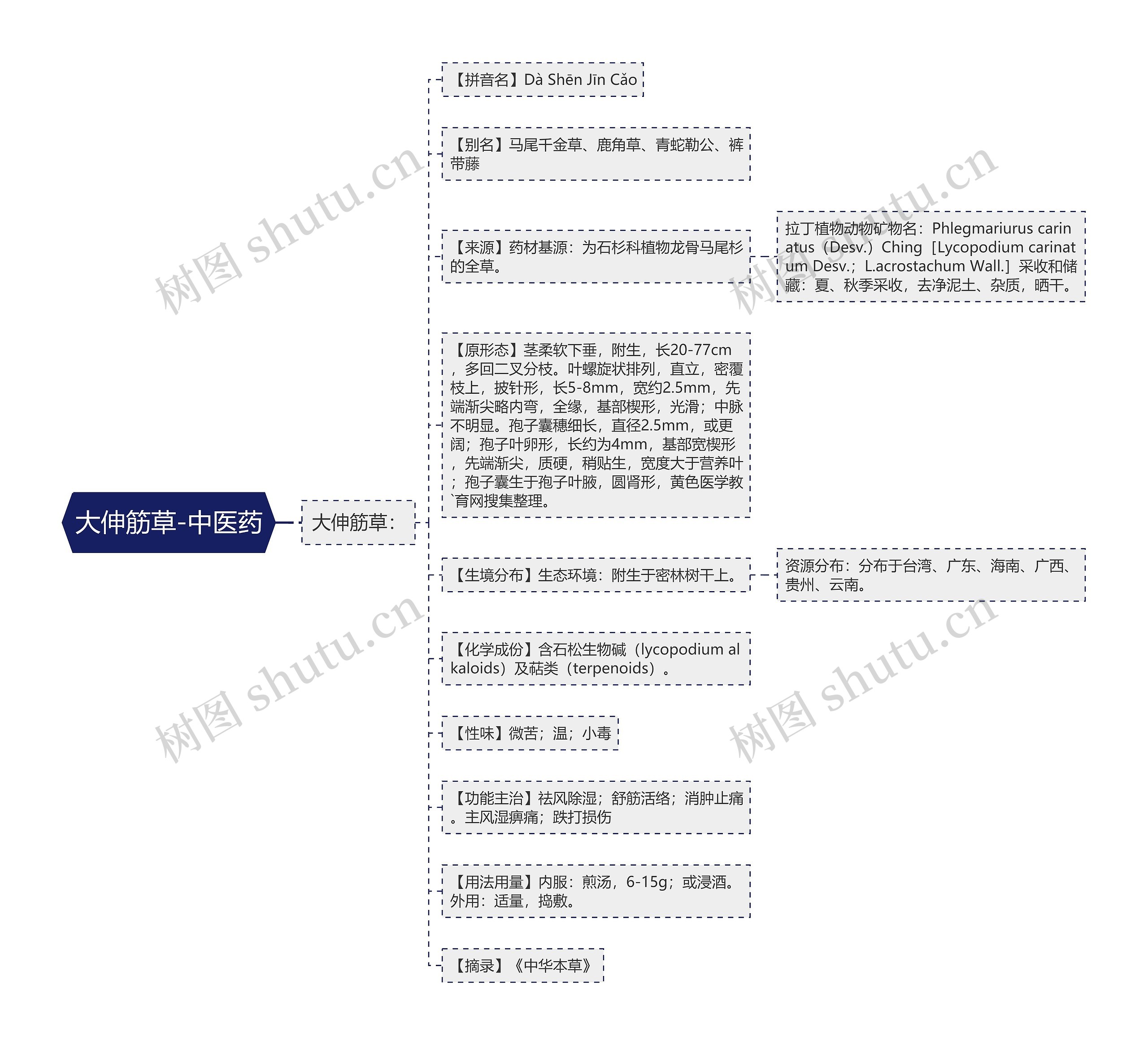 大伸筋草-中医药 大伸筋草-中医药