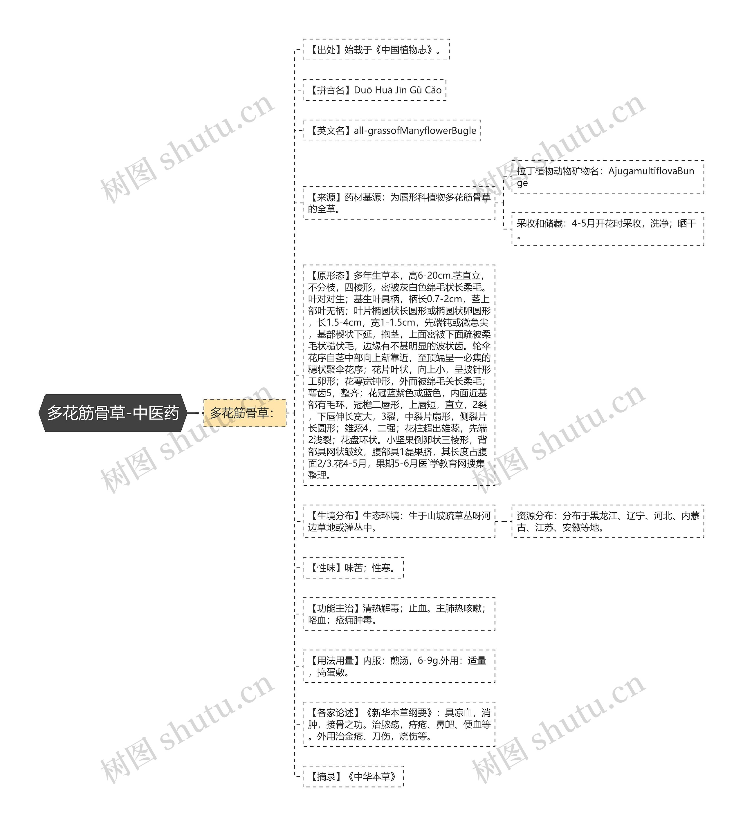 多花筋骨草-中医药思维导图