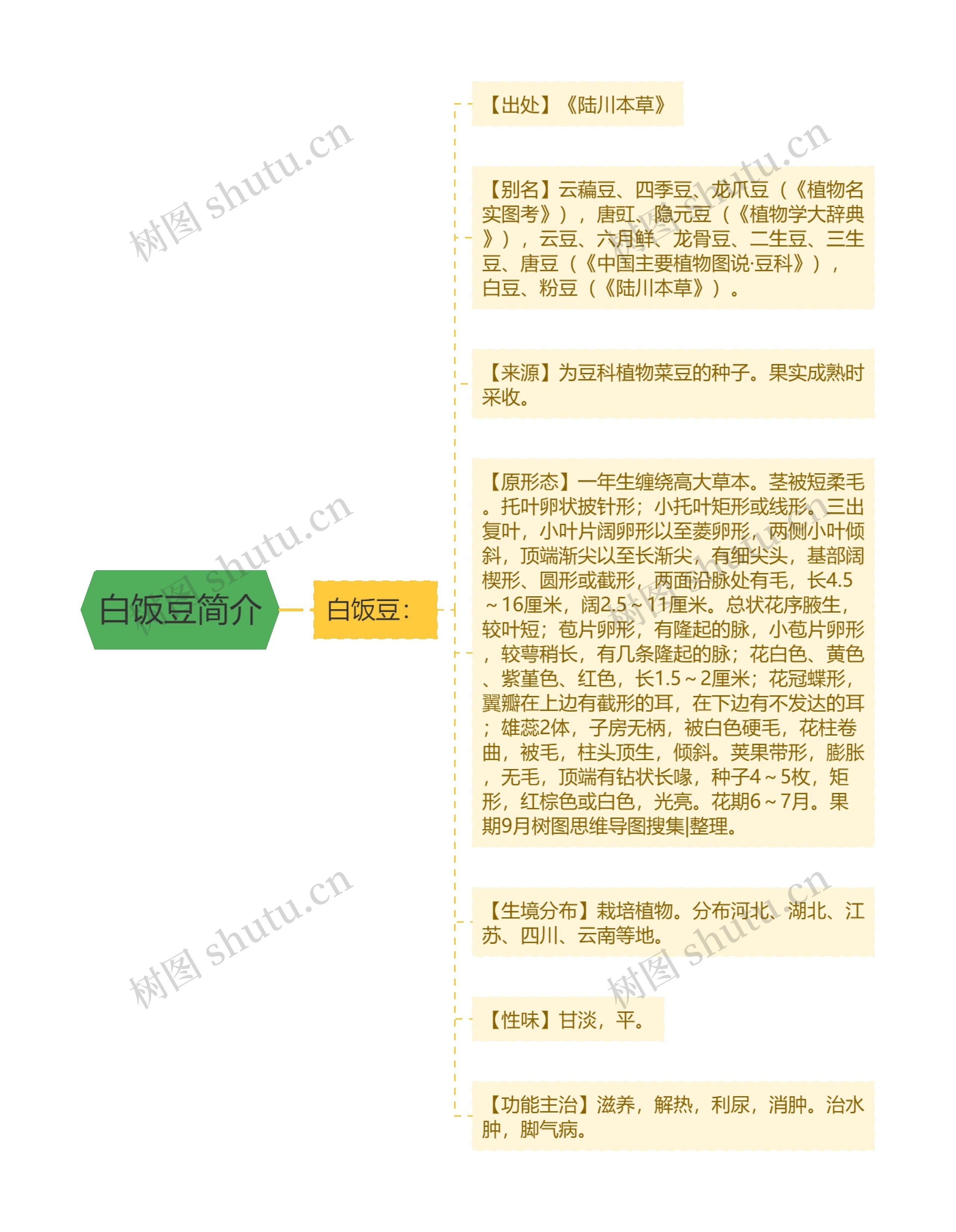 白饭豆简介思维导图