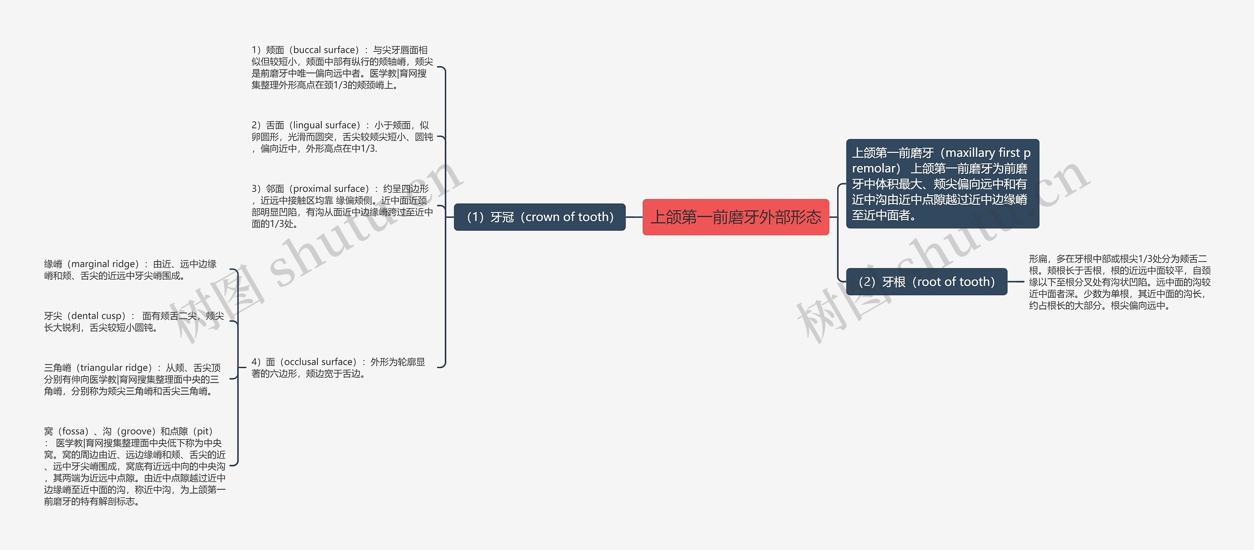 上颌第一前磨牙外部形态 上颌第一前磨牙外部形态