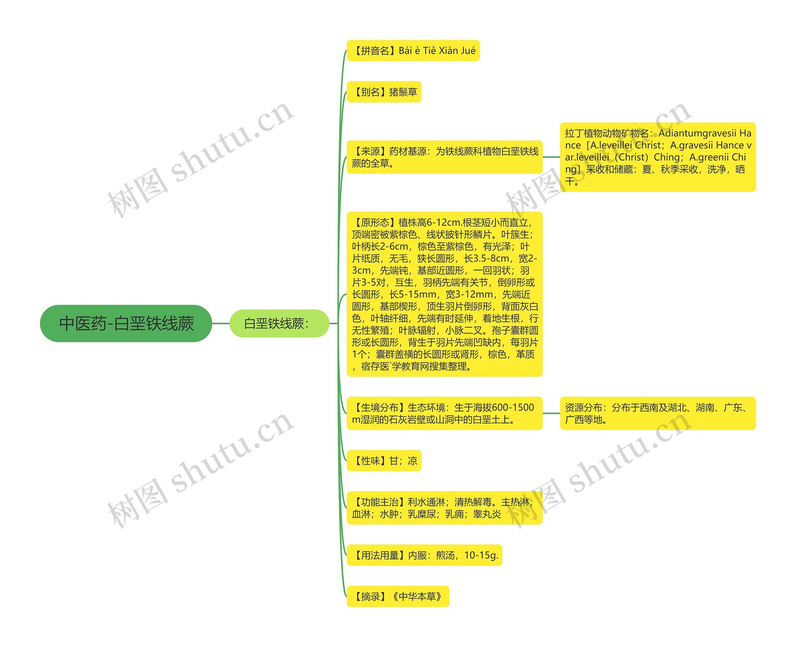 中医药-白垩铁线蕨思维导图