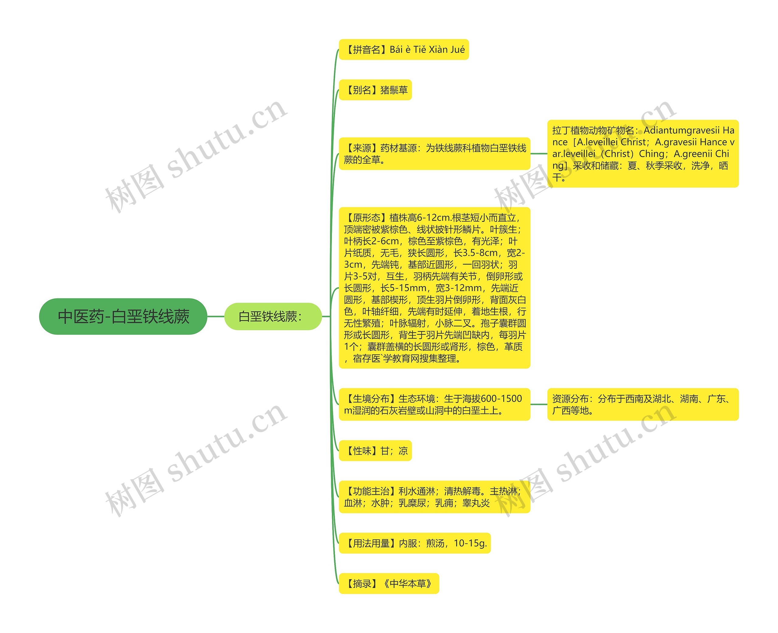 中医药-白垩铁线蕨 中医药-白垩铁线蕨
