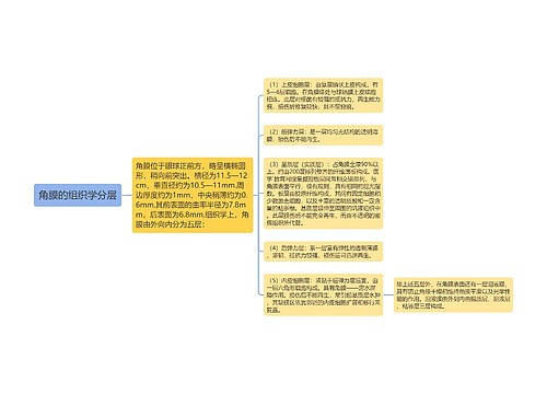 角膜的组织学分层