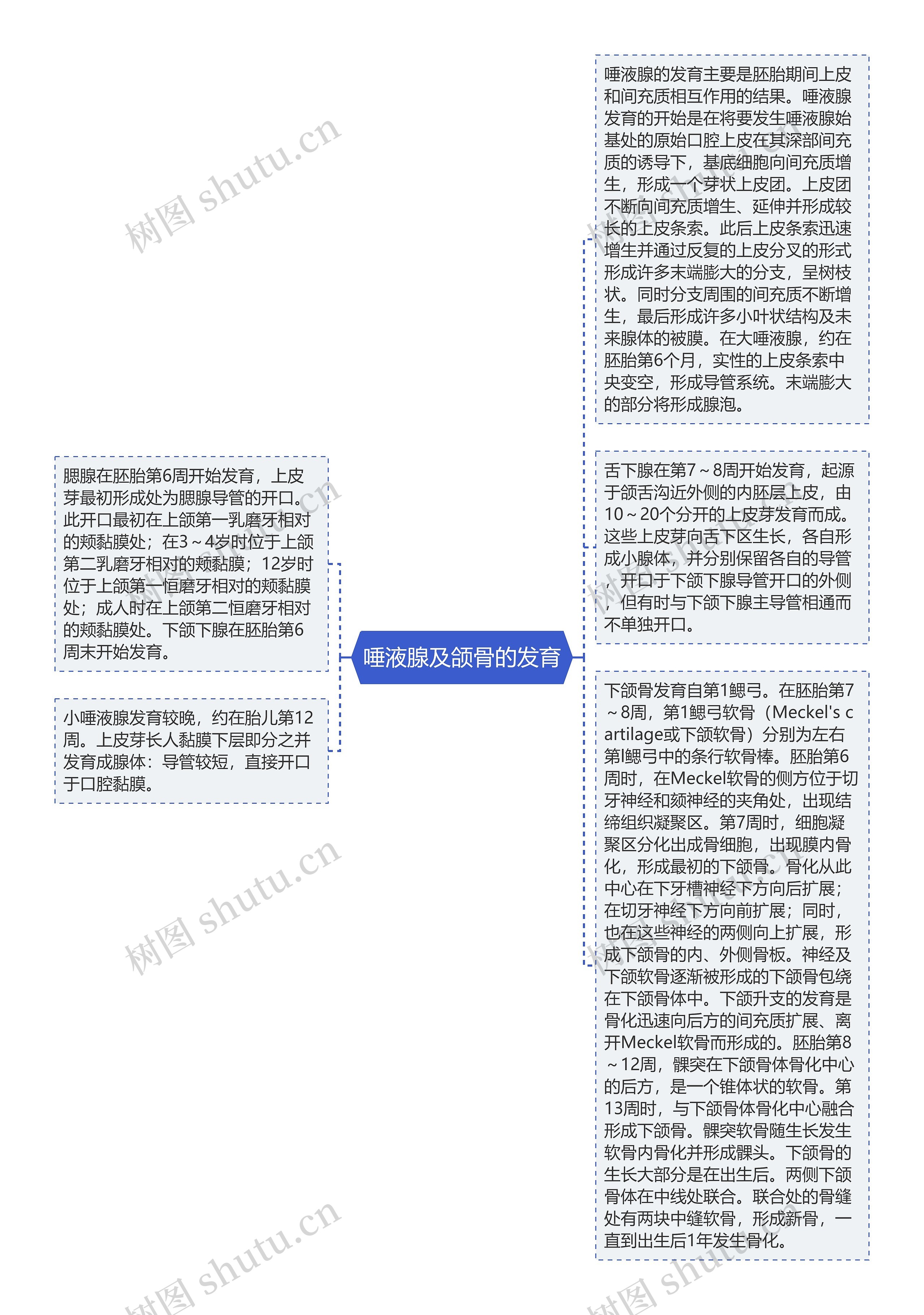 唾液腺及颌骨的发育