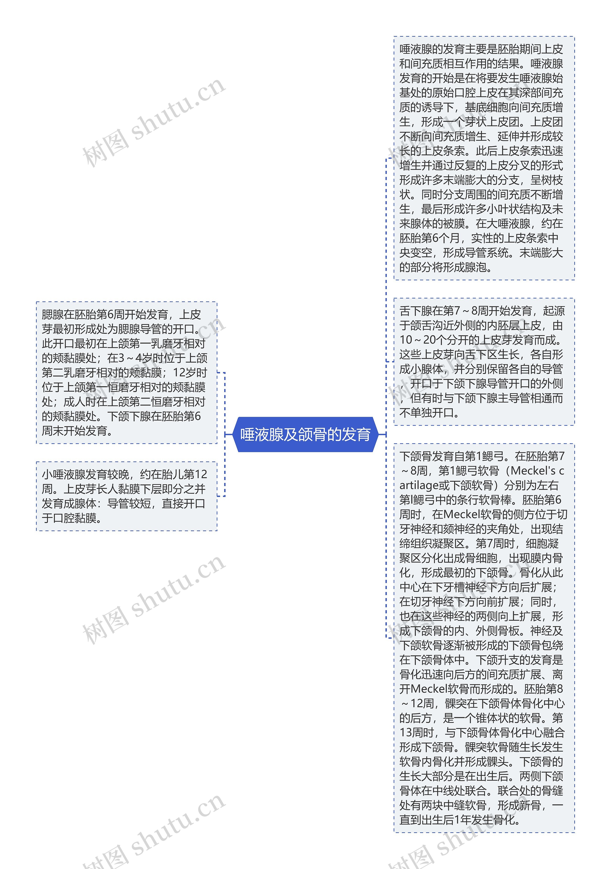 唾液腺及颌骨的发育思维导图