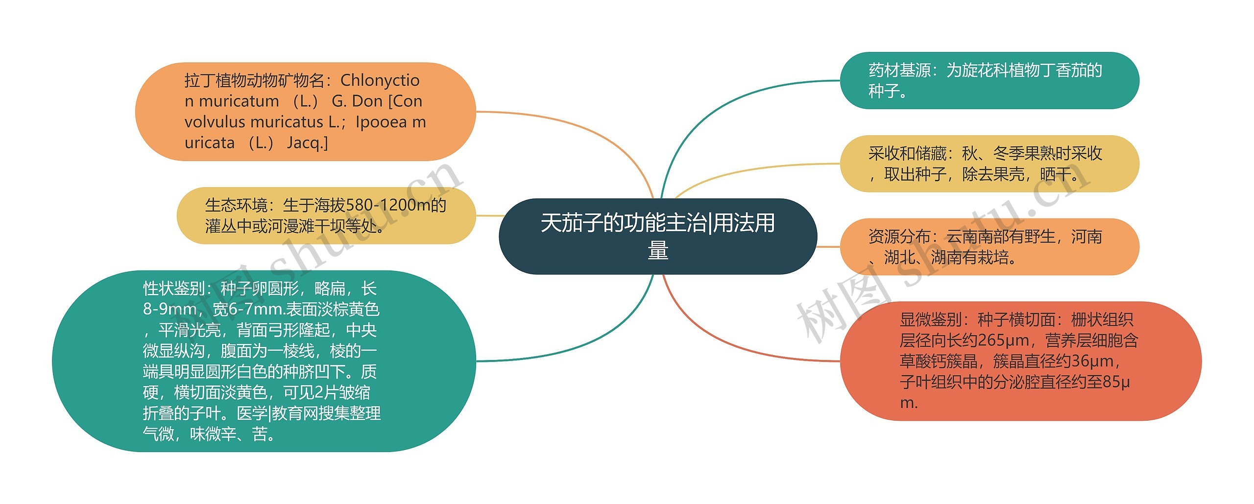 天茄子的功能主治|用法用量思维导图