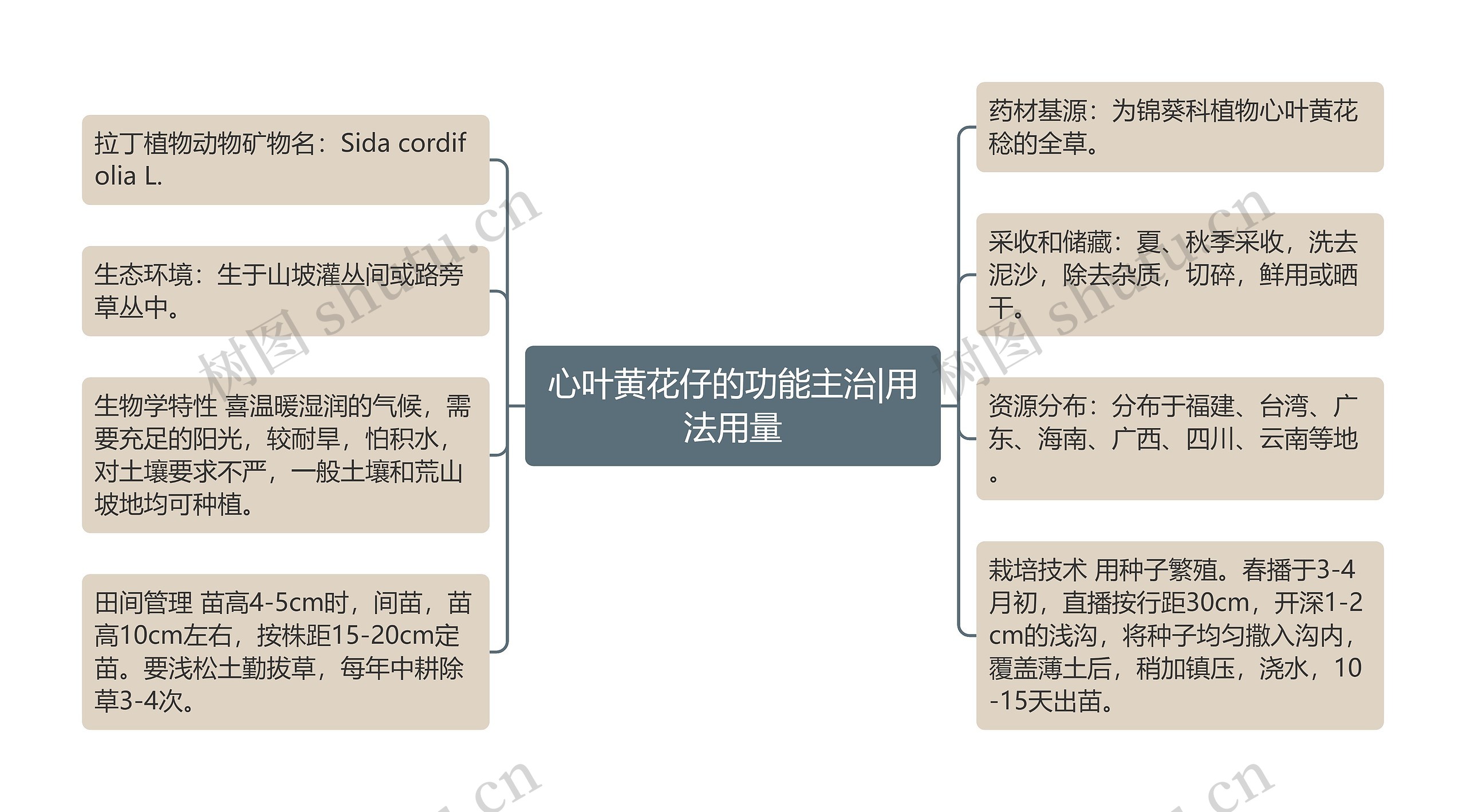 心叶黄花仔的功能主治|用法用量思维导图