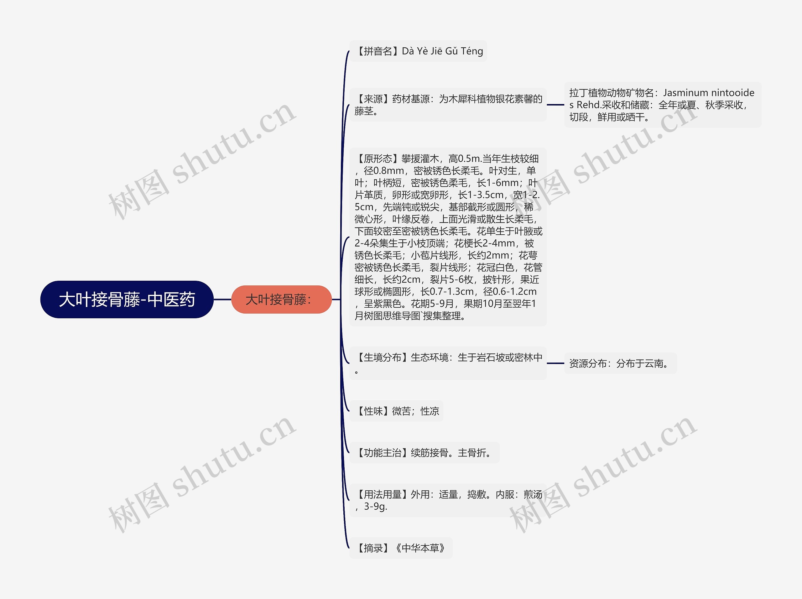 大叶接骨藤-中医药思维导图