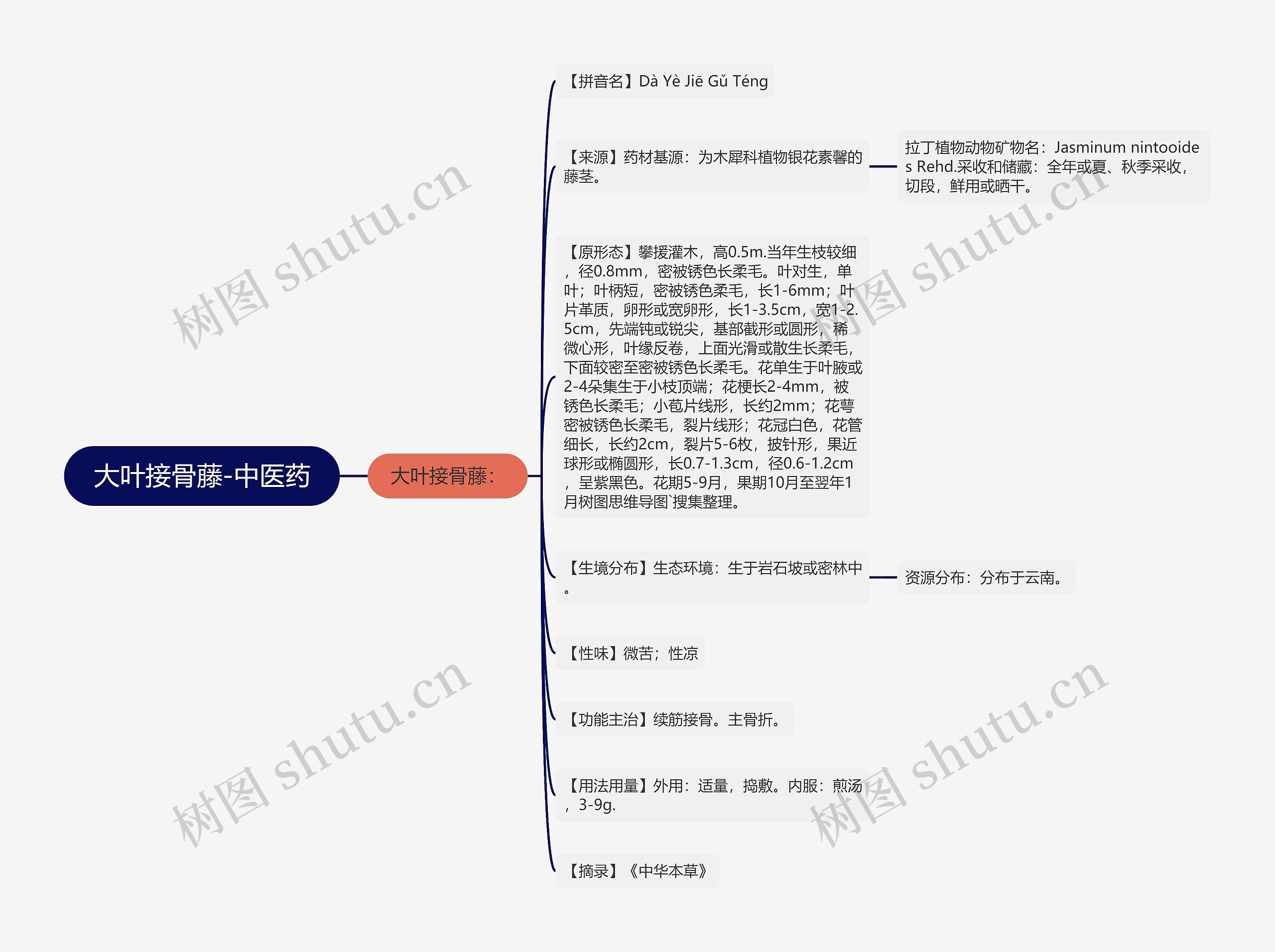 大叶接骨藤-中医药 大叶接骨藤-中医药