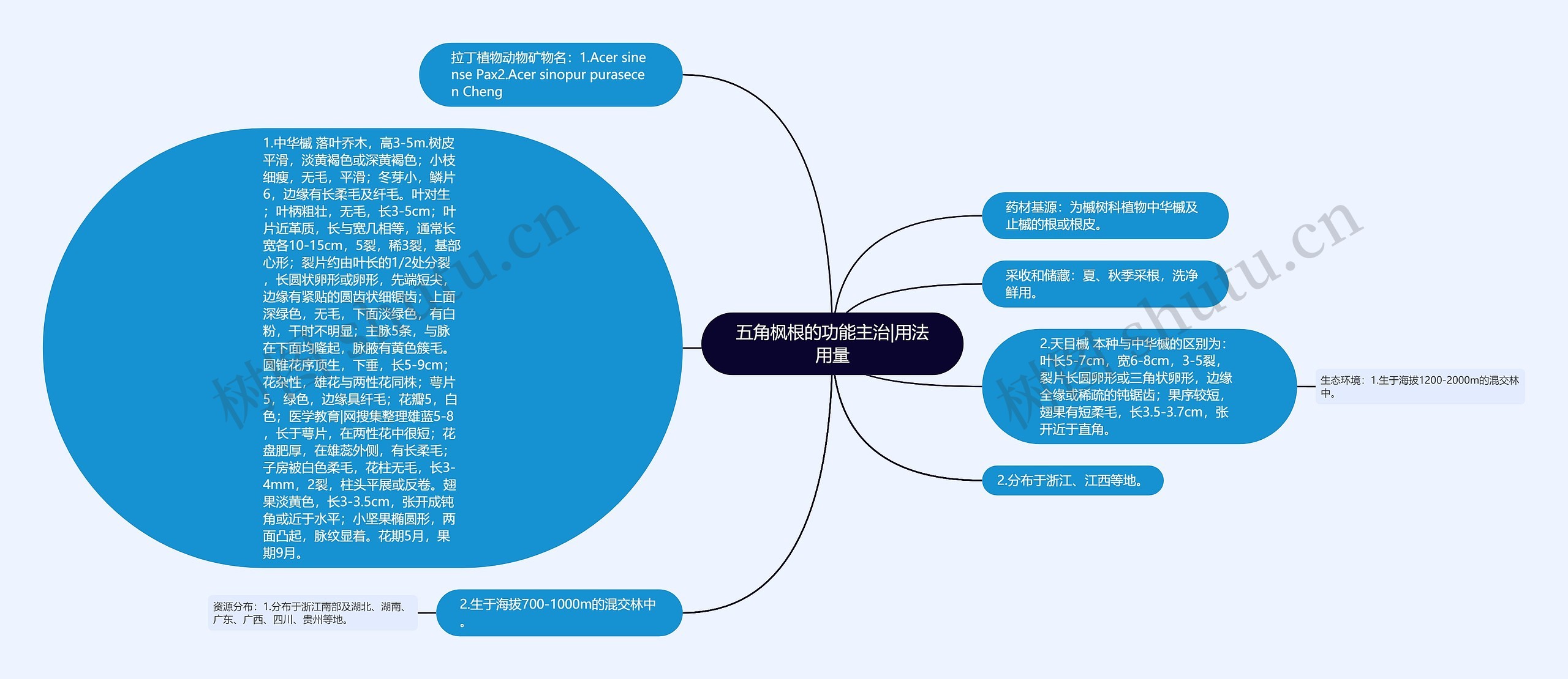 五角枫根的功能主治|用法用量思维导图