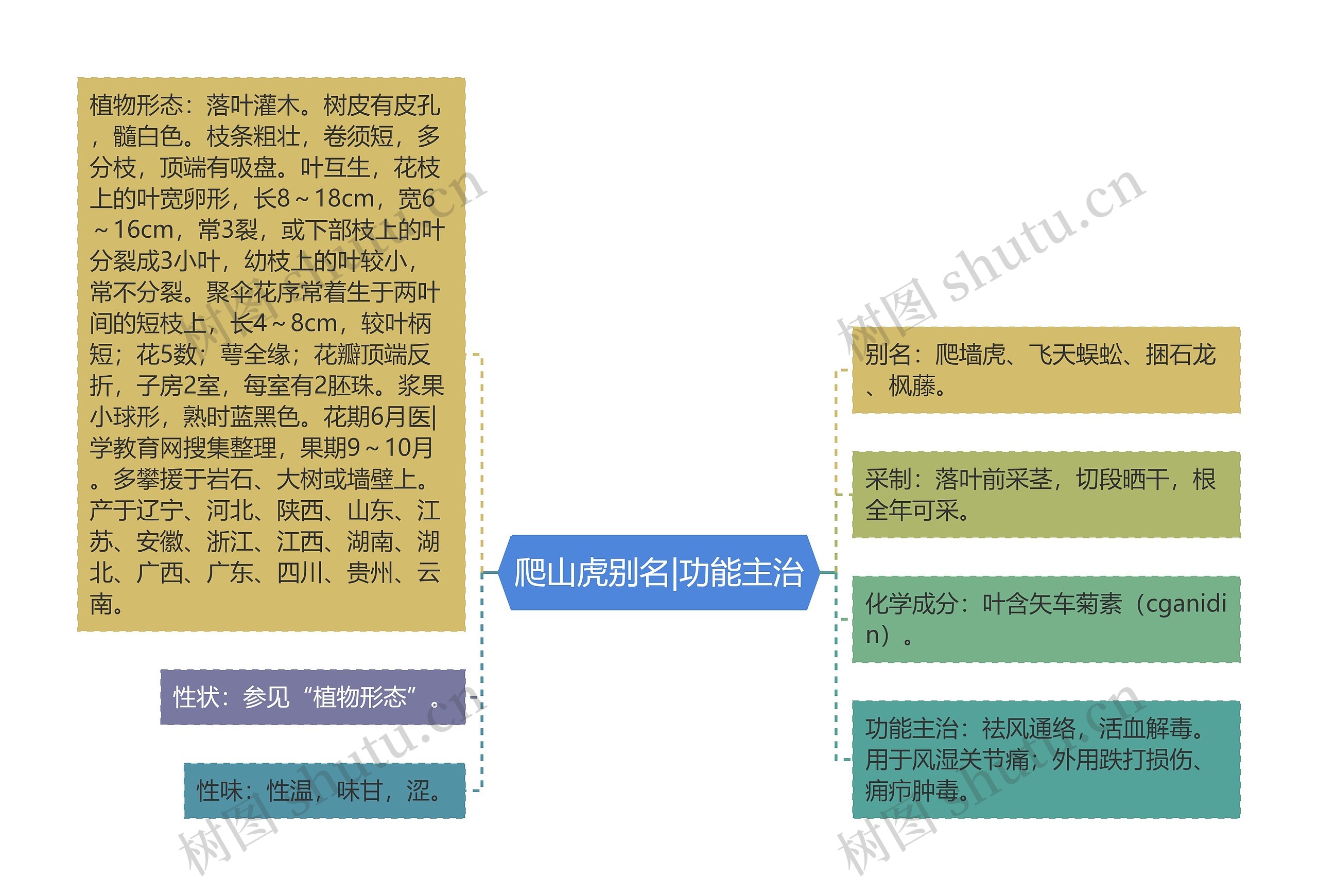 爬山虎别名|功能主治思维导图