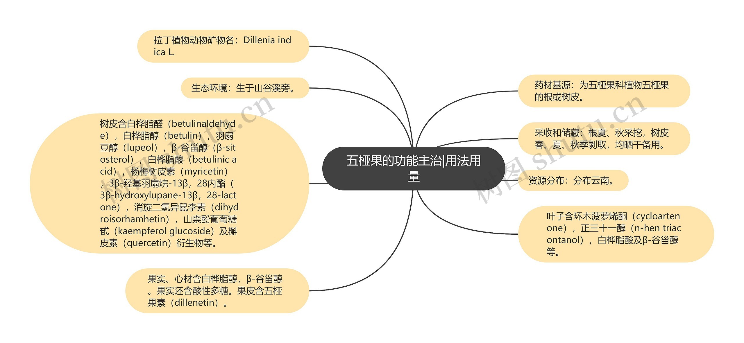 五桠果的功能主治|用法用量思维导图