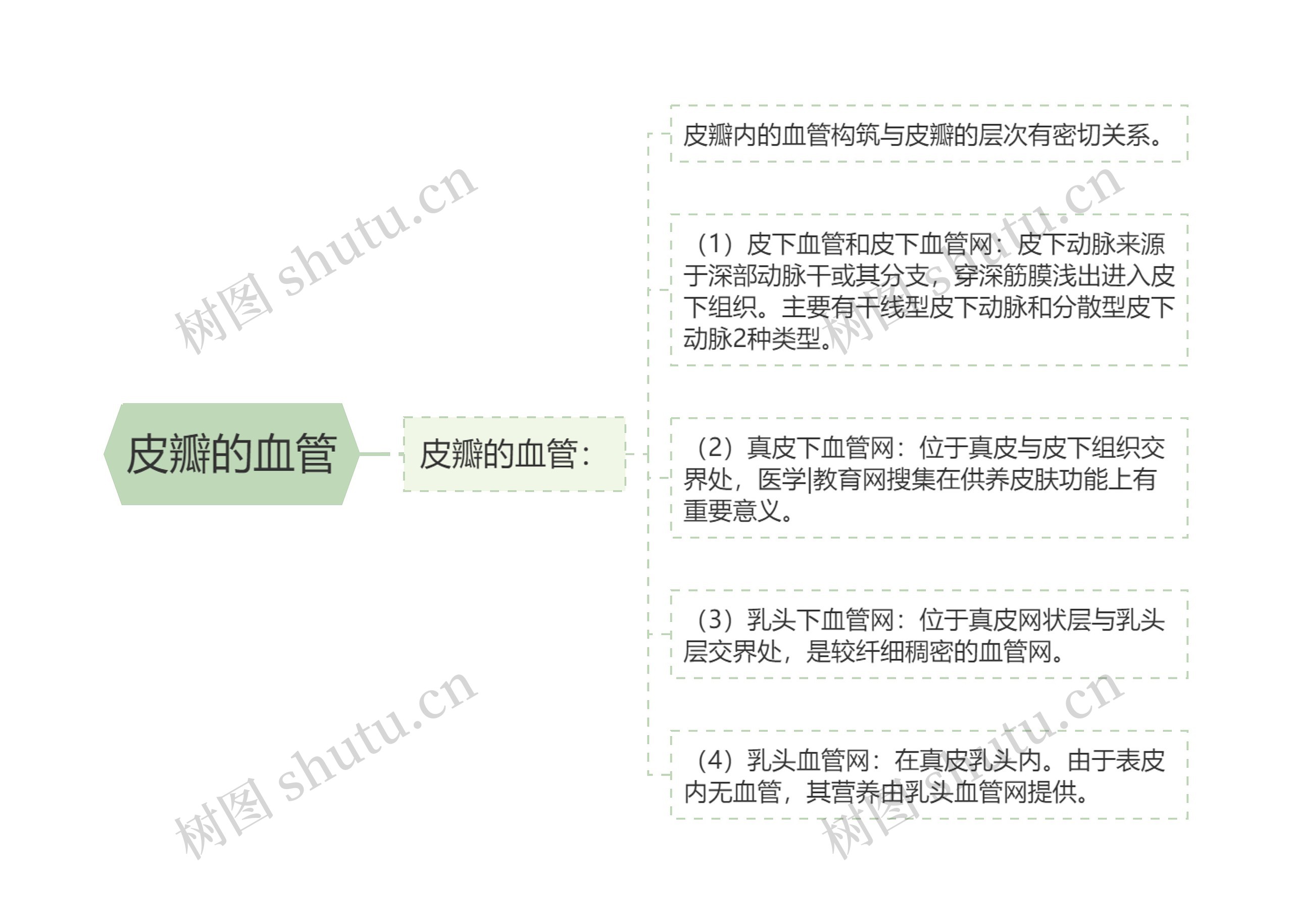 皮瓣的血管思维导图