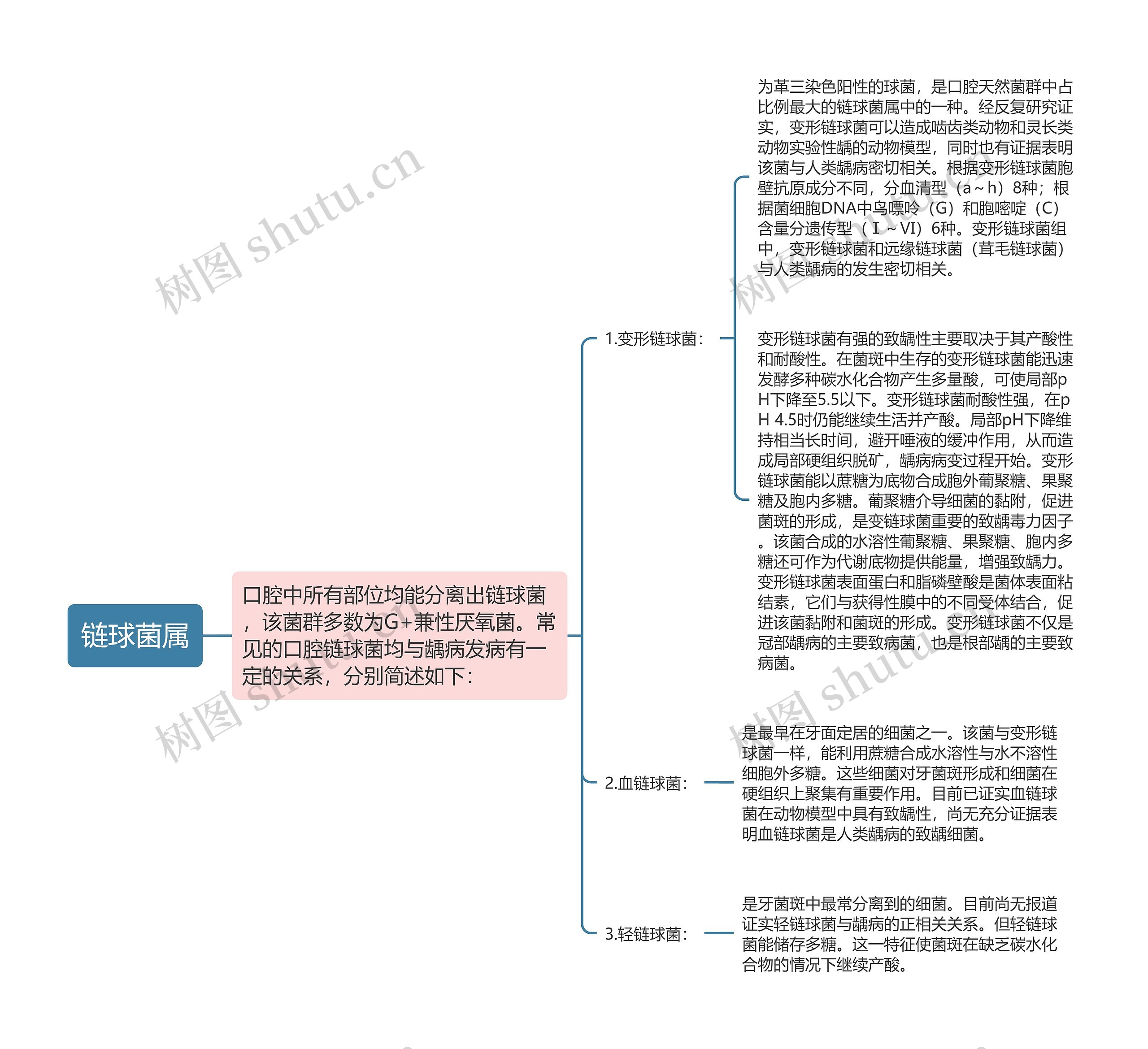 链球菌属思维导图