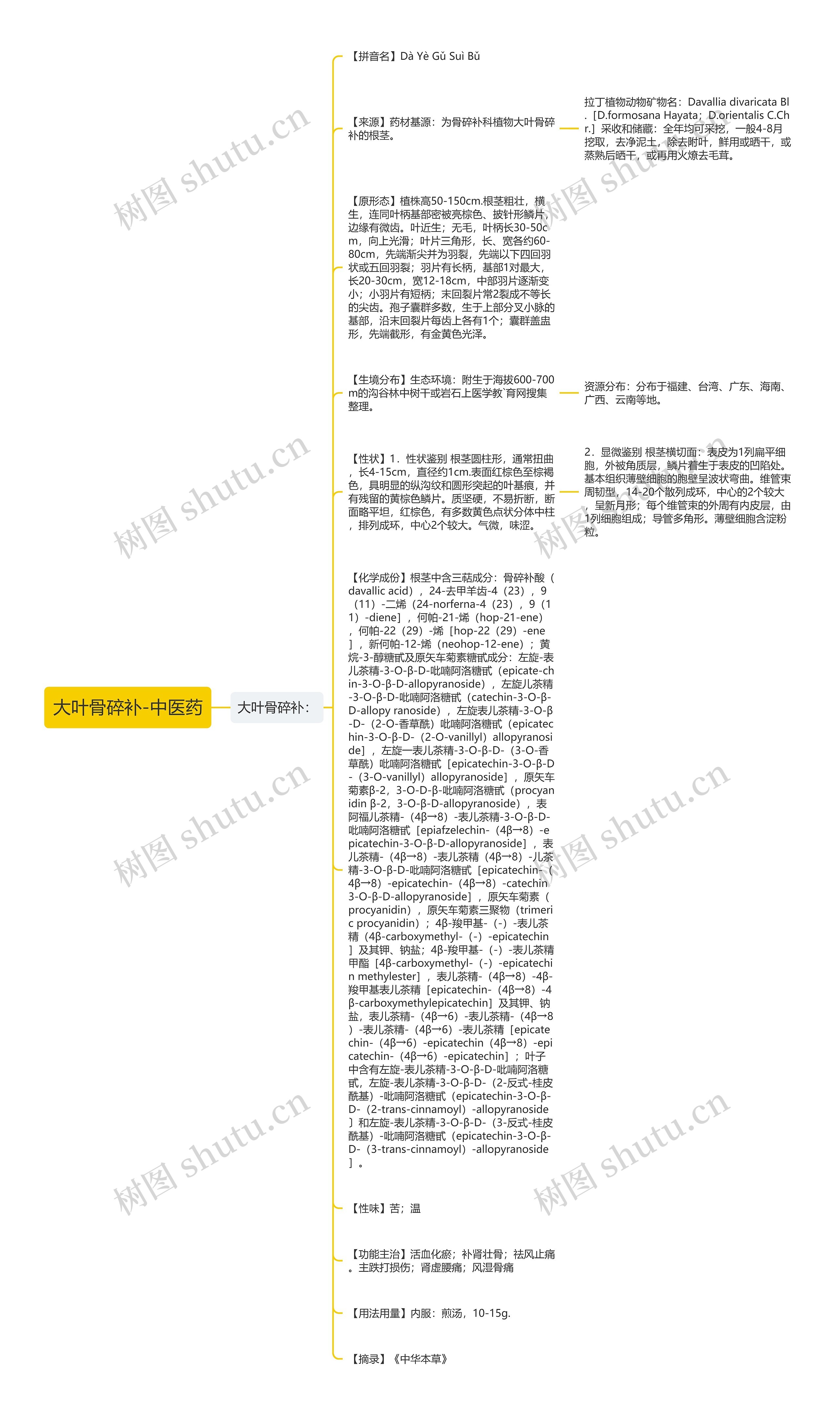 大叶骨碎补-中医药思维导图