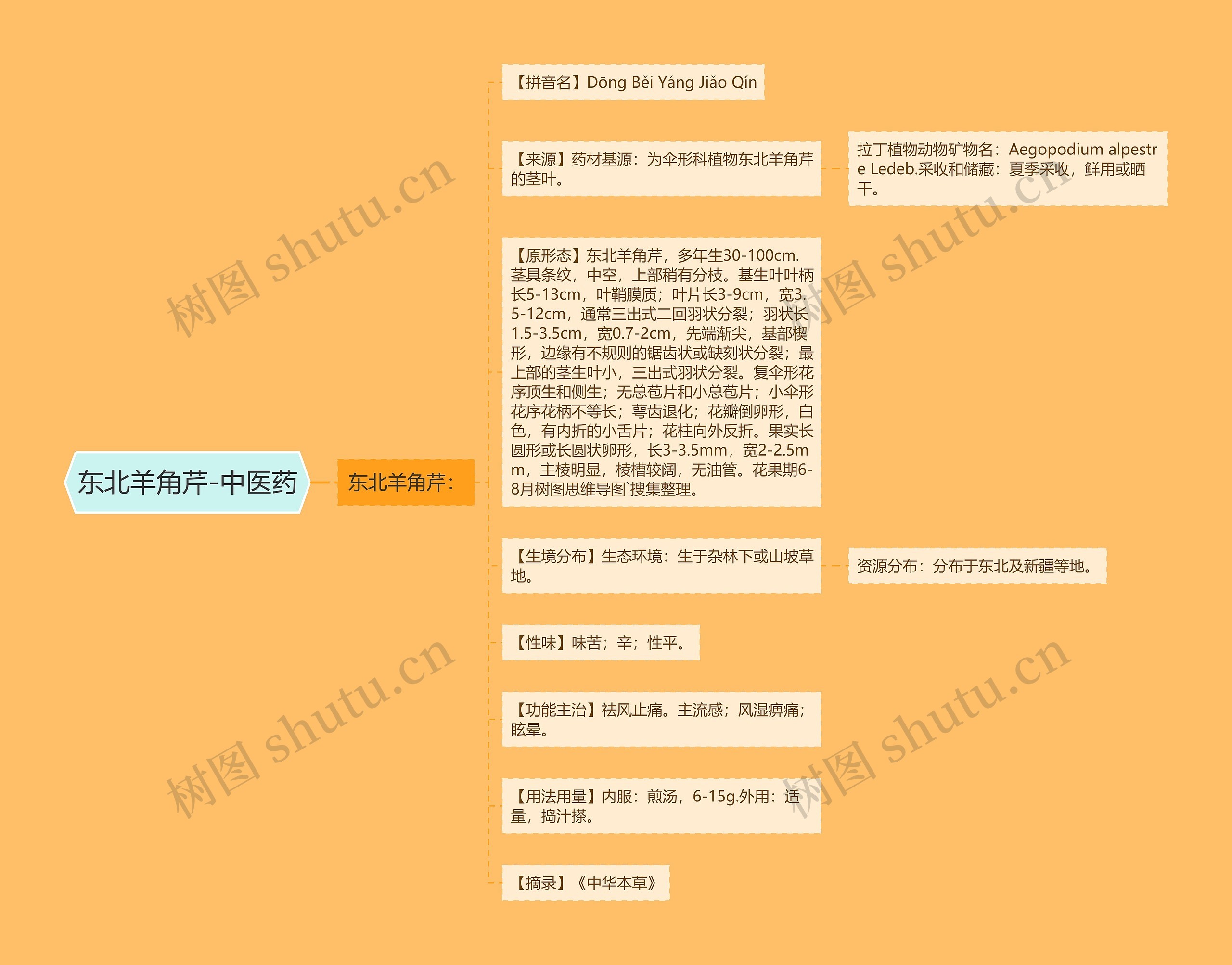 东北羊角芹-中医药 东北羊角芹-中医药