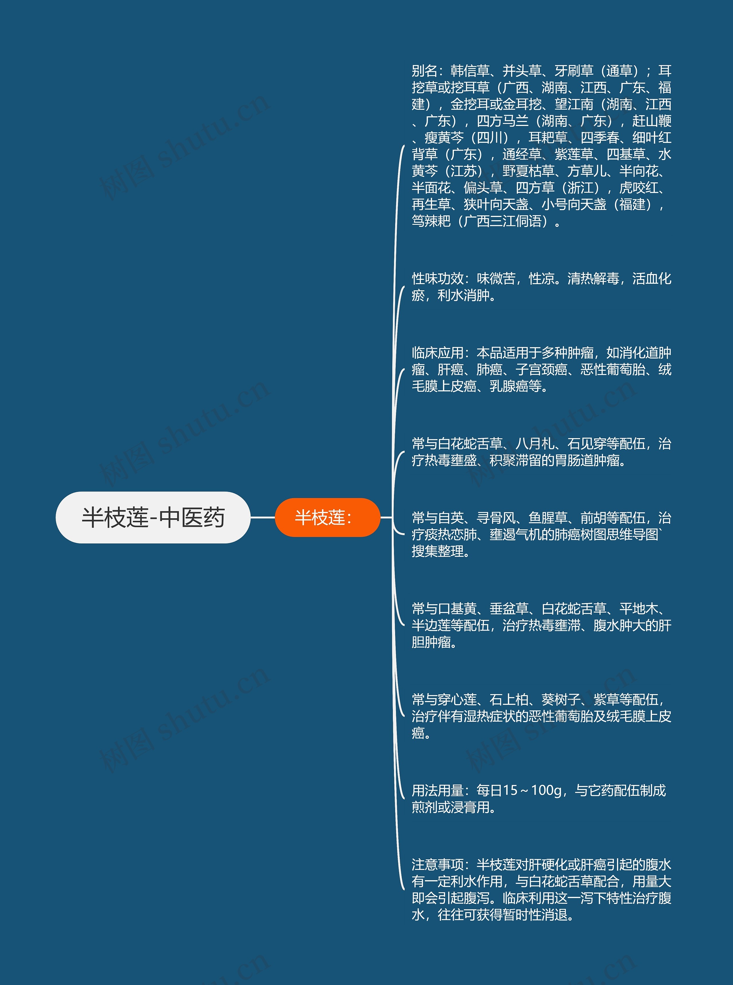 半枝莲-中医药 半枝莲-中医药