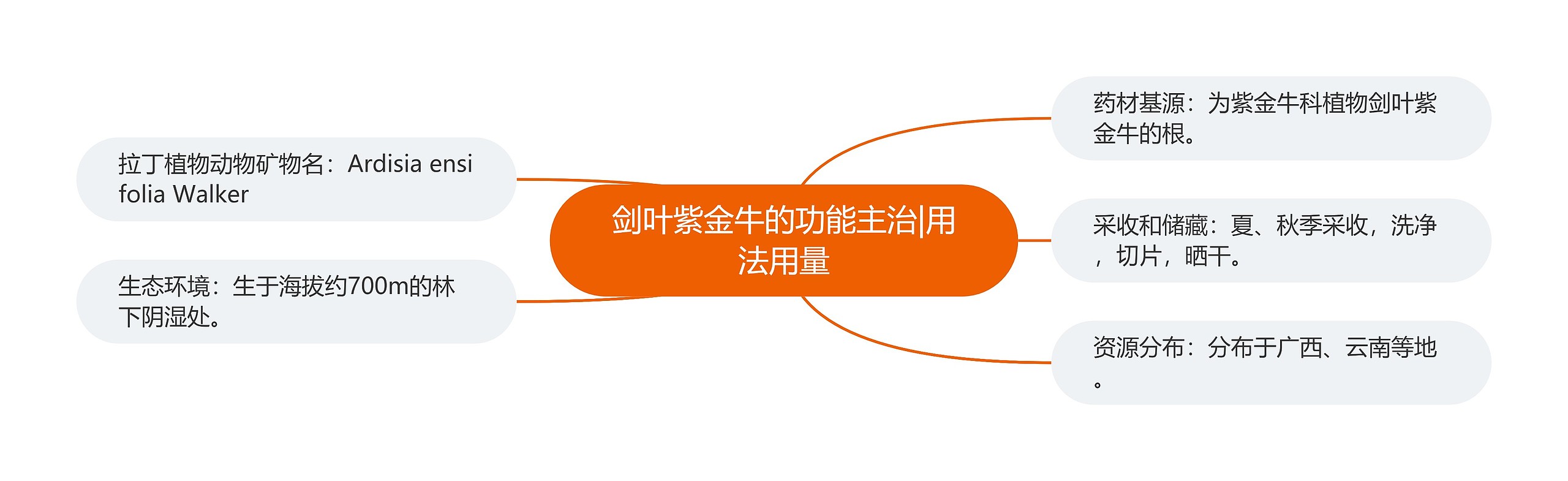 剑叶紫金牛的功能主治|用法用量 剑叶紫金牛的功能主治|用法用量