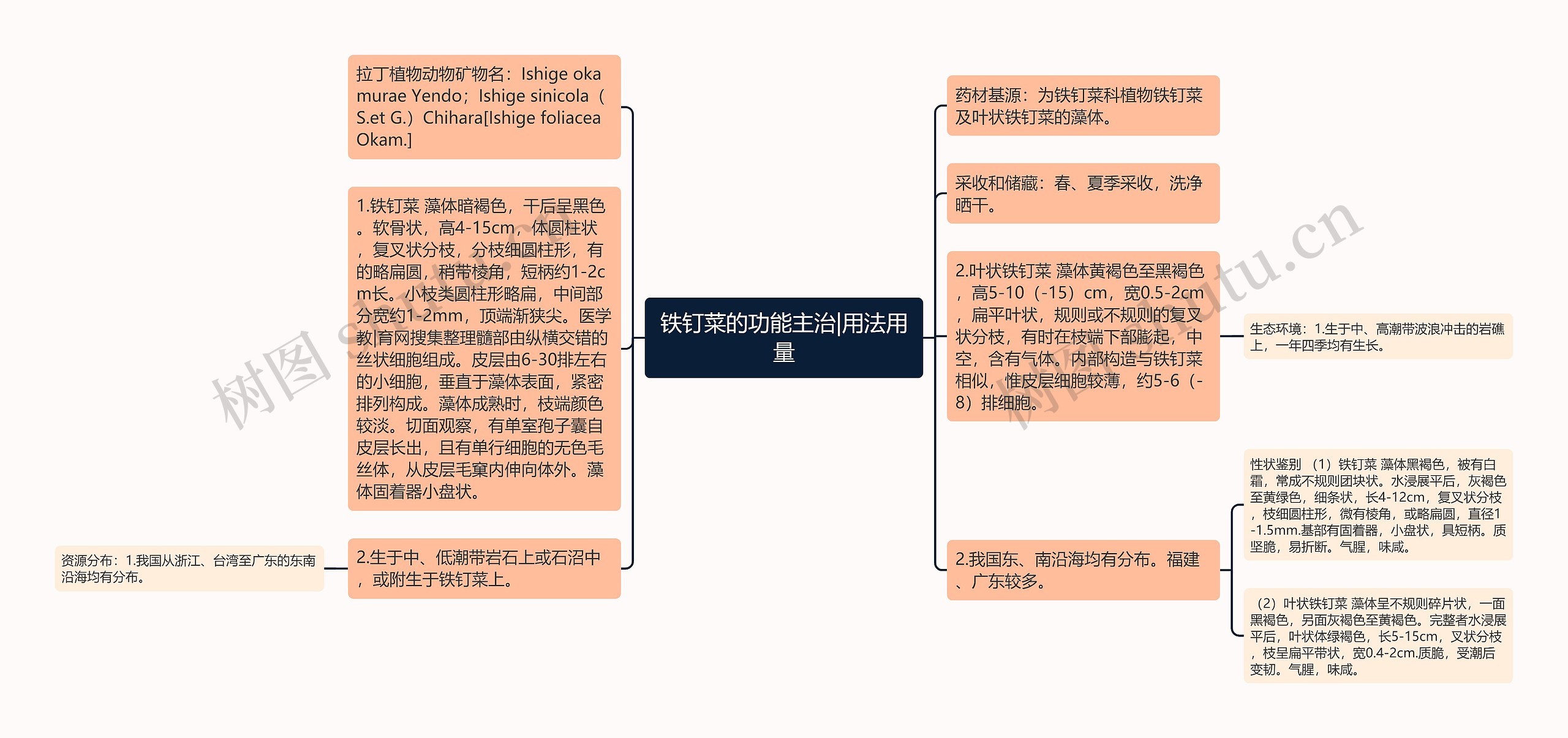 铁钉菜的功能主治|用法用量