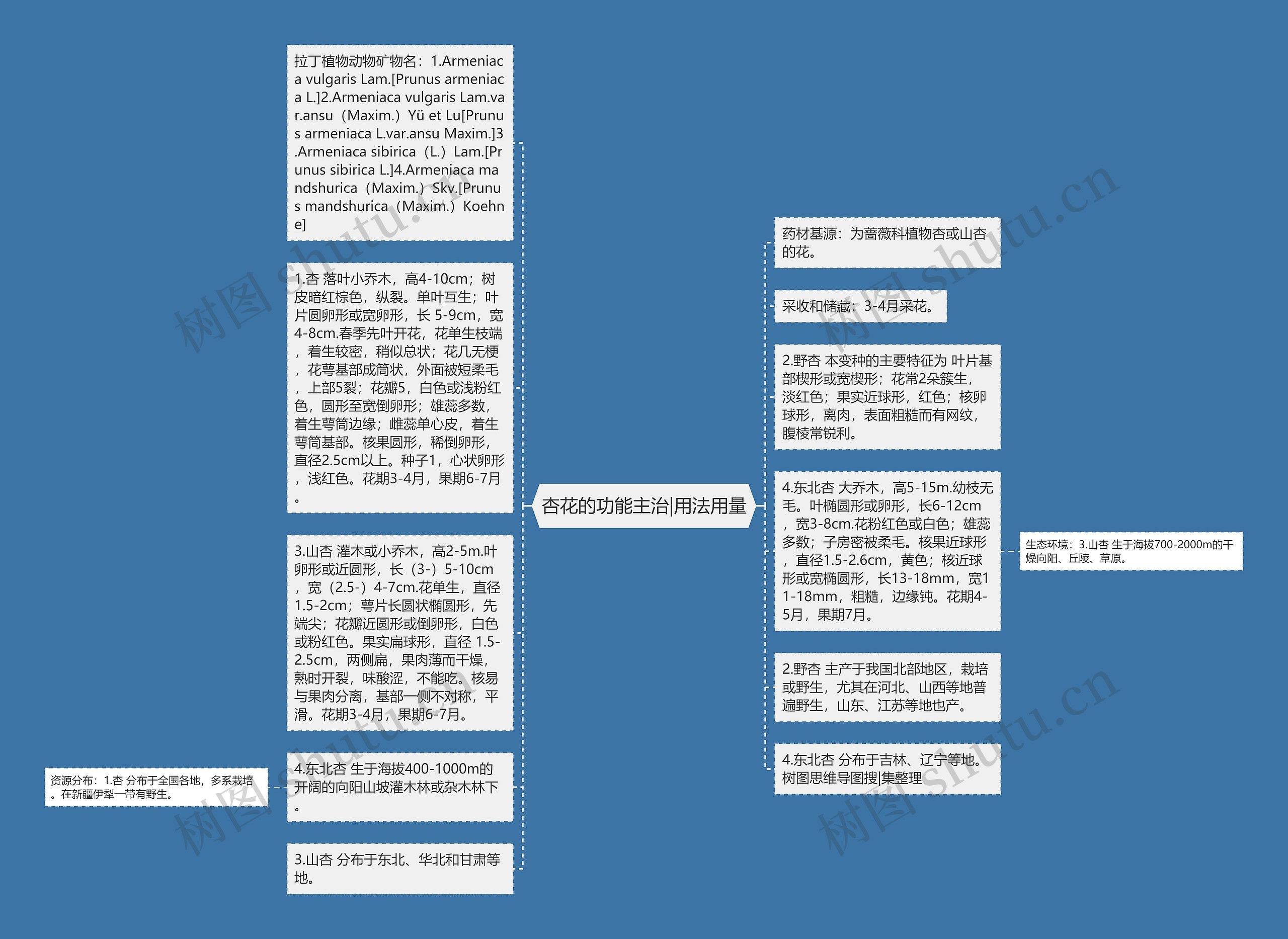 杏花的功能主治|用法用量思维导图