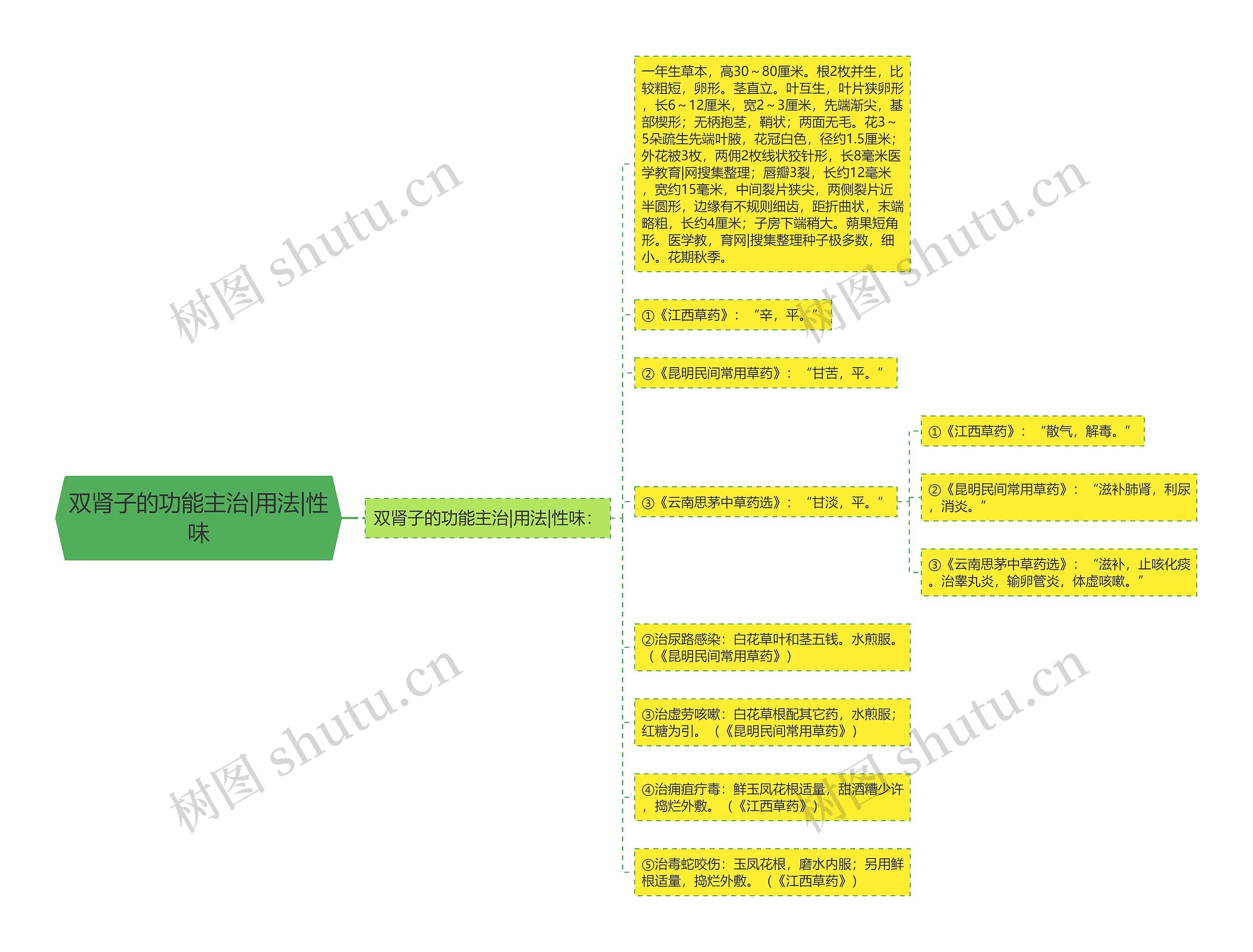 双肾子的功能主治|用法|性味思维导图