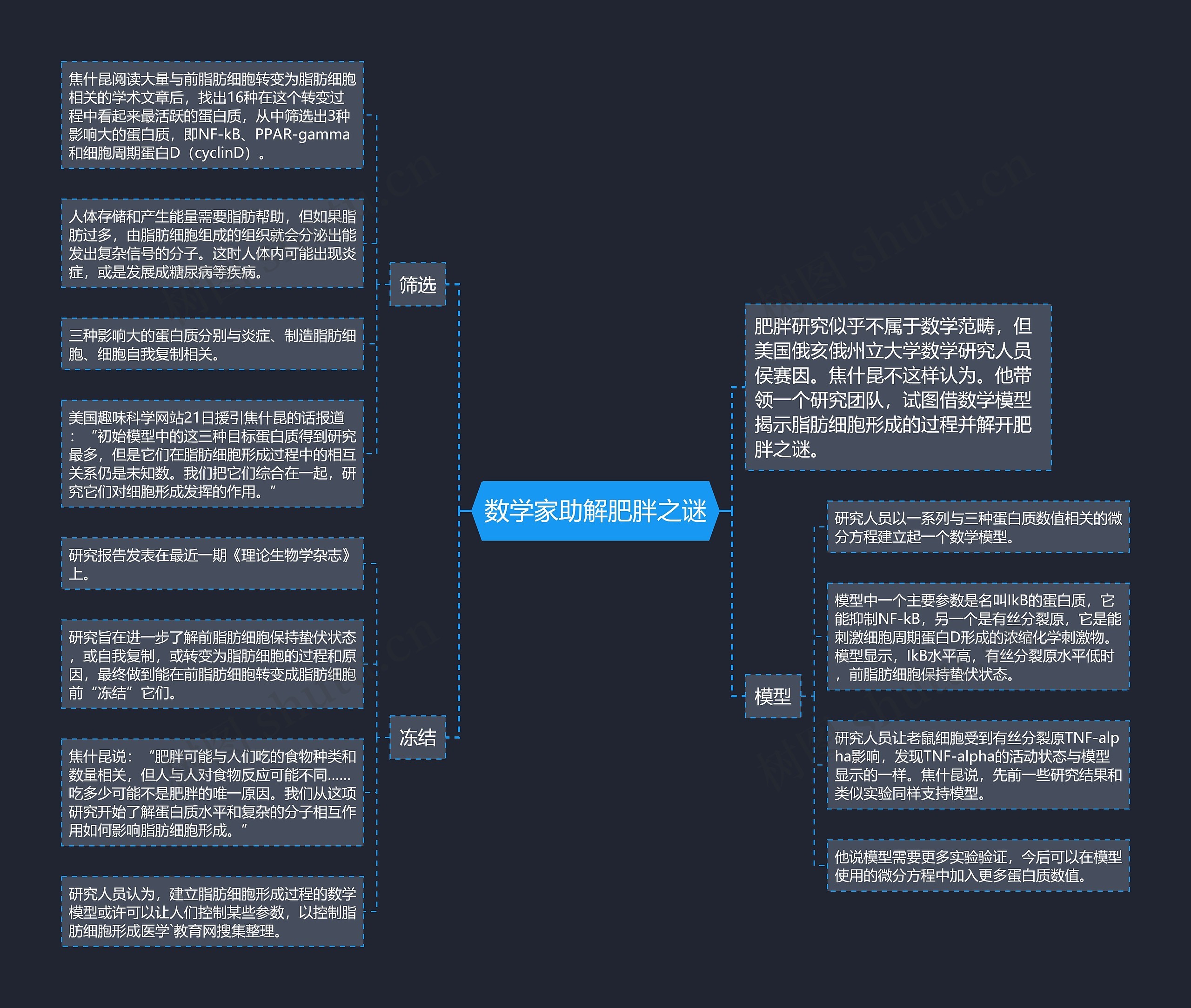 数学家助解肥胖之谜