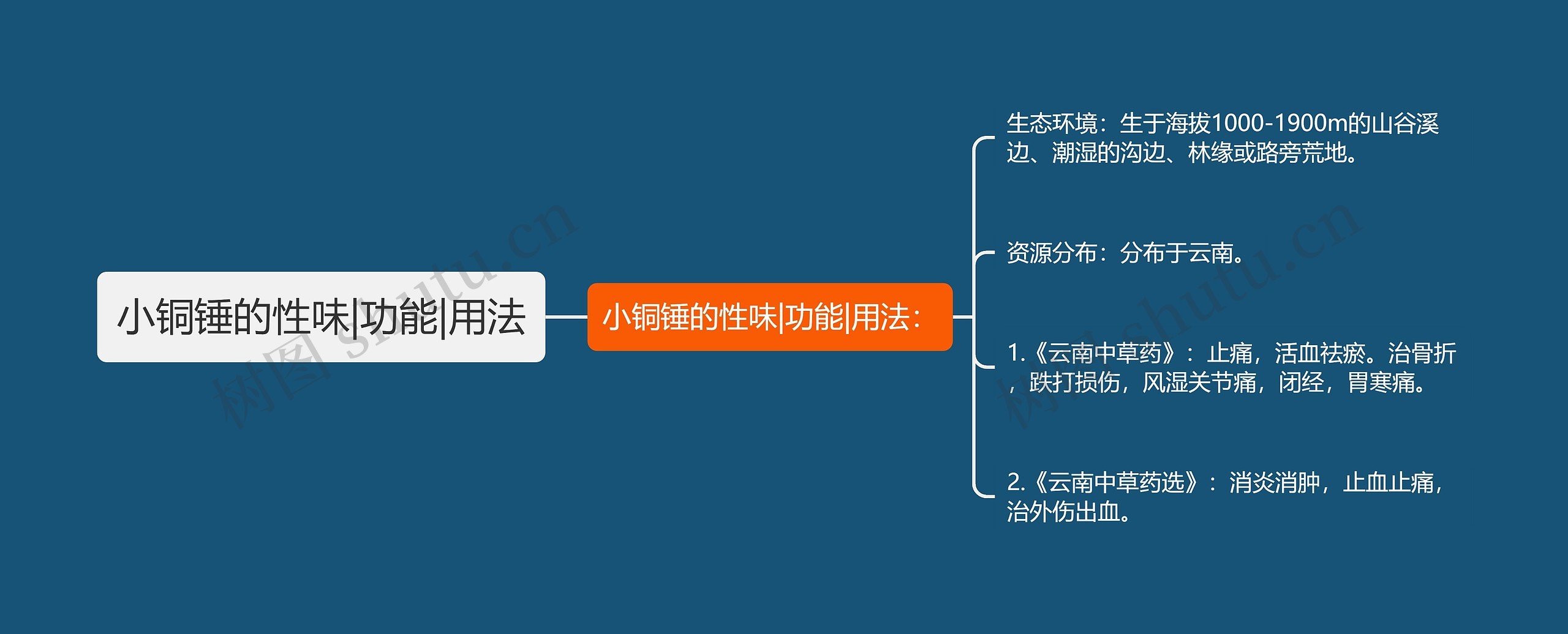 小铜锤的性味|功能|用法 小铜锤的性味|功能|用法
