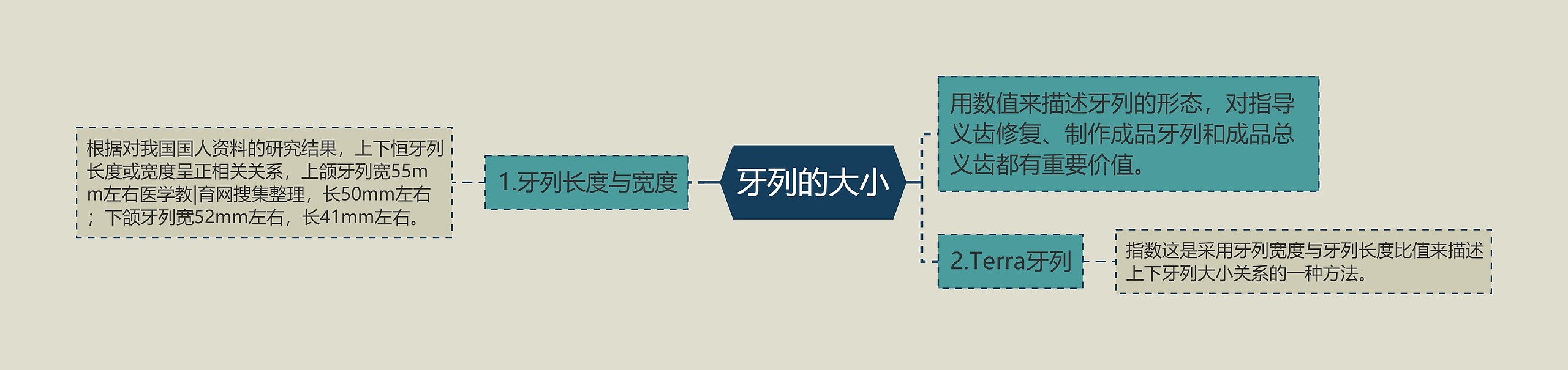 牙列的大小