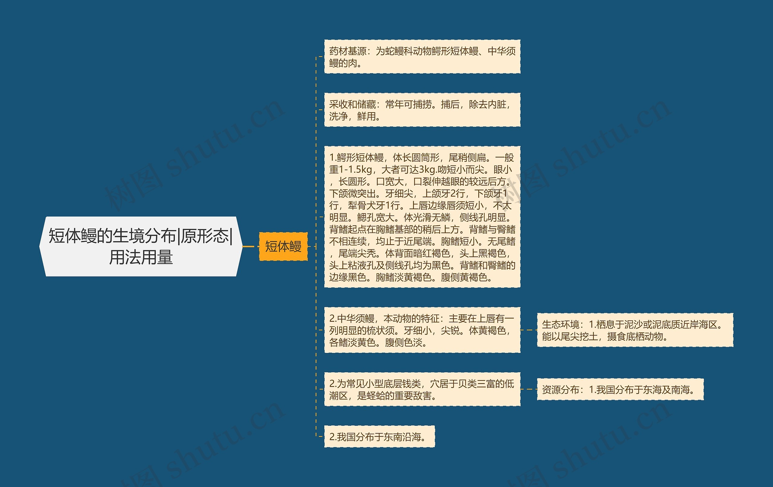 短体鳗的生境分布|原形态|用法用量 短体鳗的生境分布|原形态|用法用量