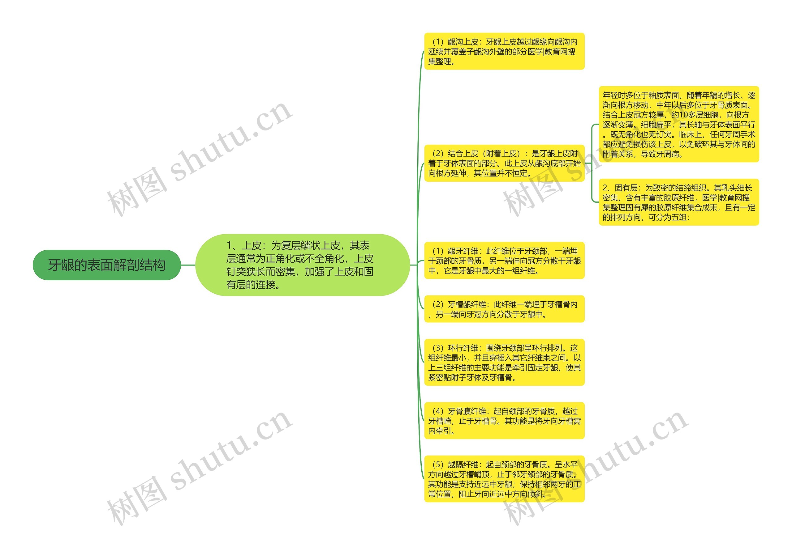 牙龈的表面解剖结构