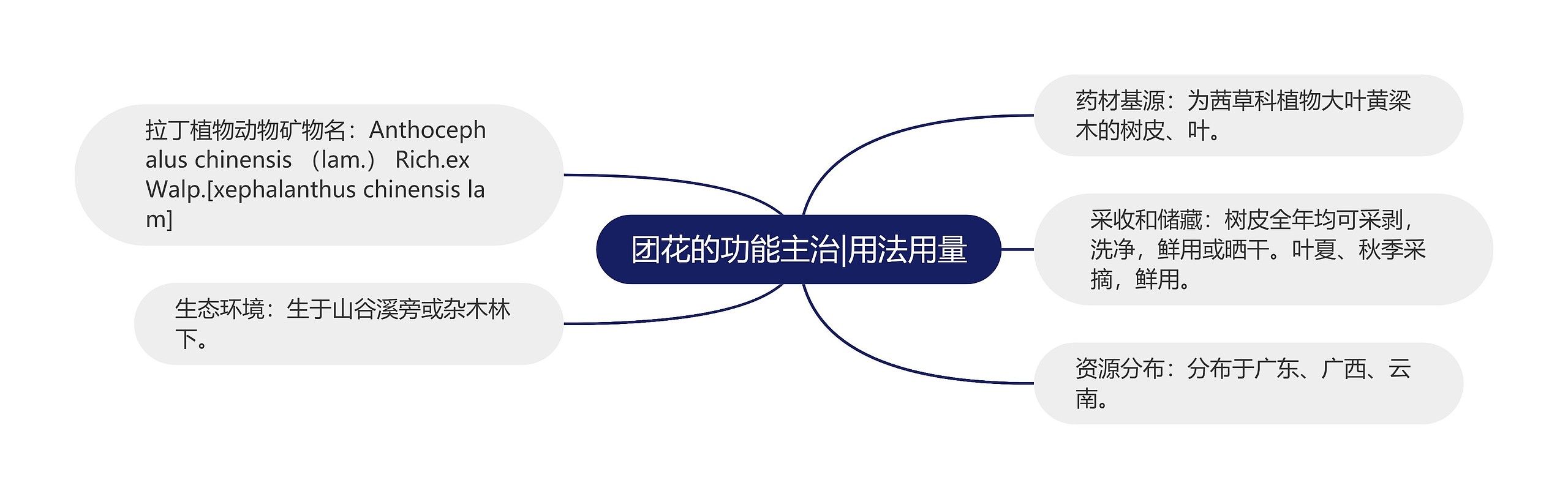 团花的功能主治|用法用量 团花的功能主治|用法用量