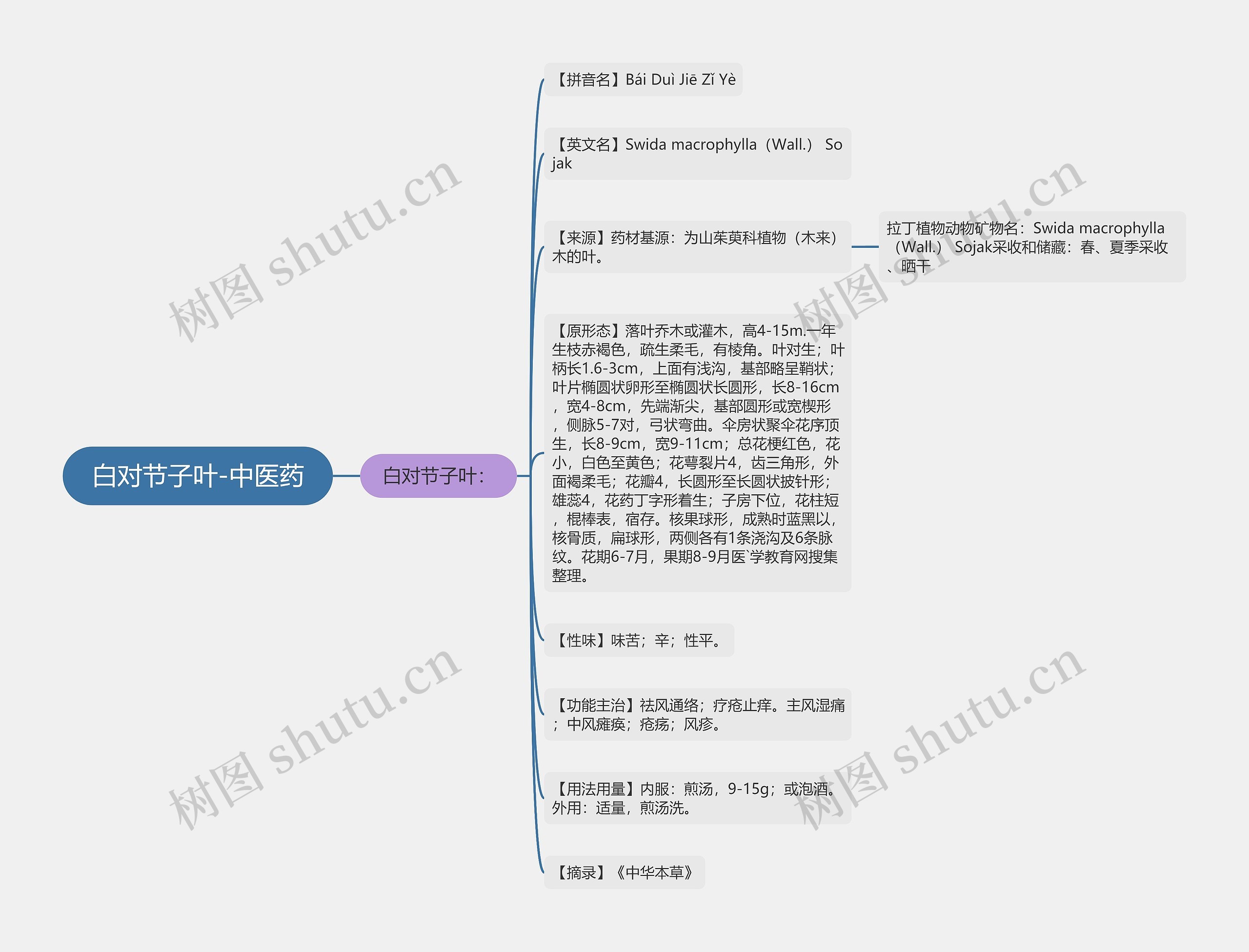 白对节子叶-中医药 白对节子叶-中医药