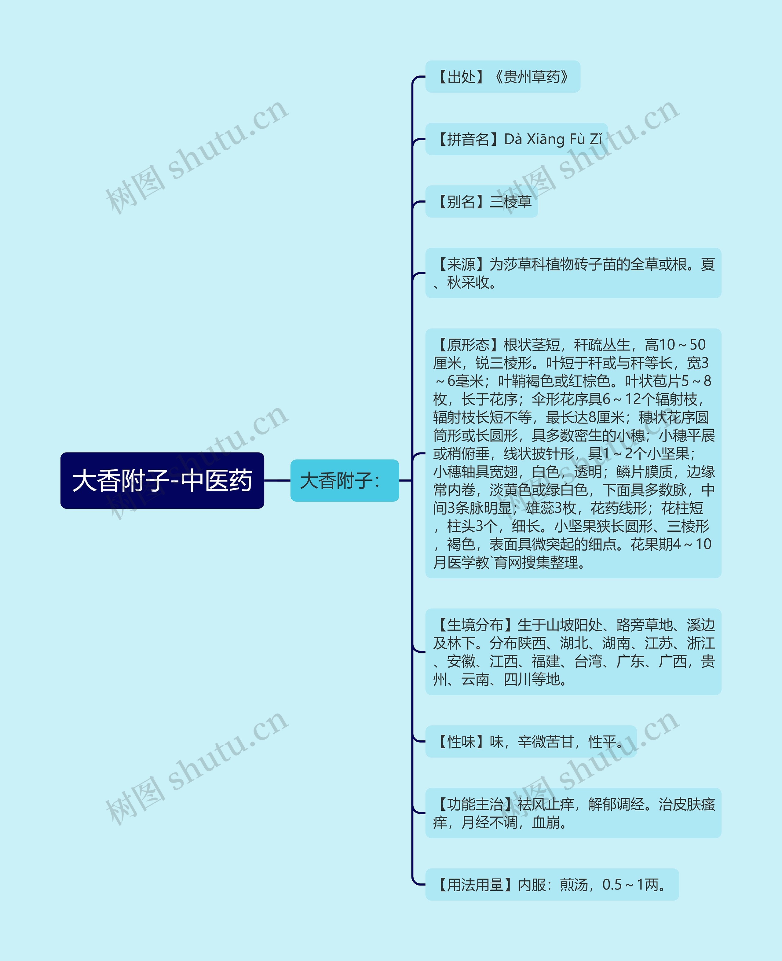 大香附子-中医药思维导图