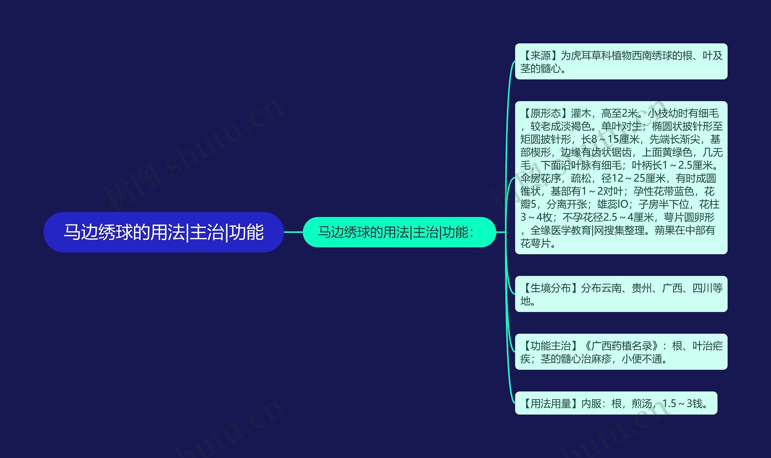 马边绣球的用法|主治|功能 马边绣球的用法|主治|功能