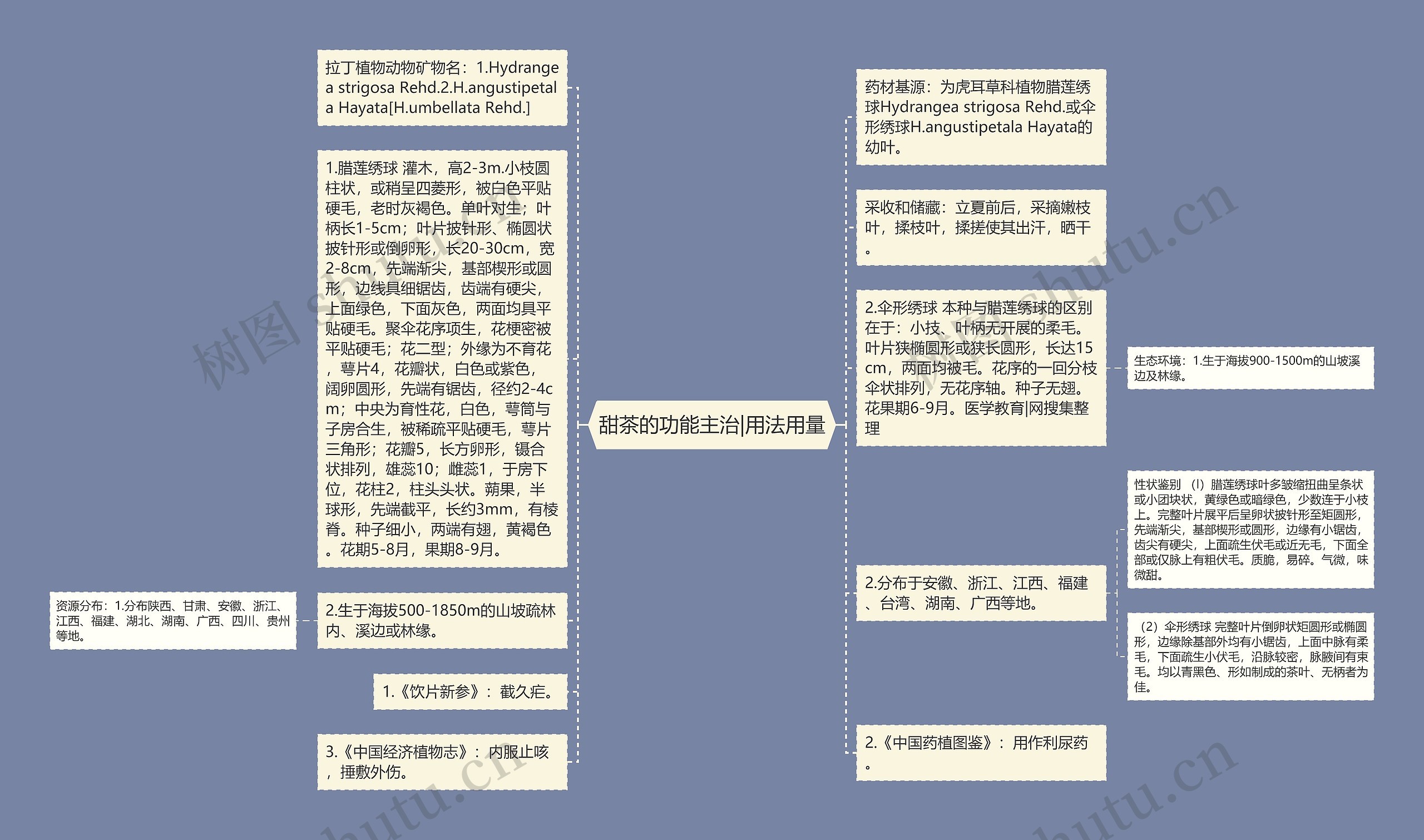 甜茶的功能主治|用法用量思维导图