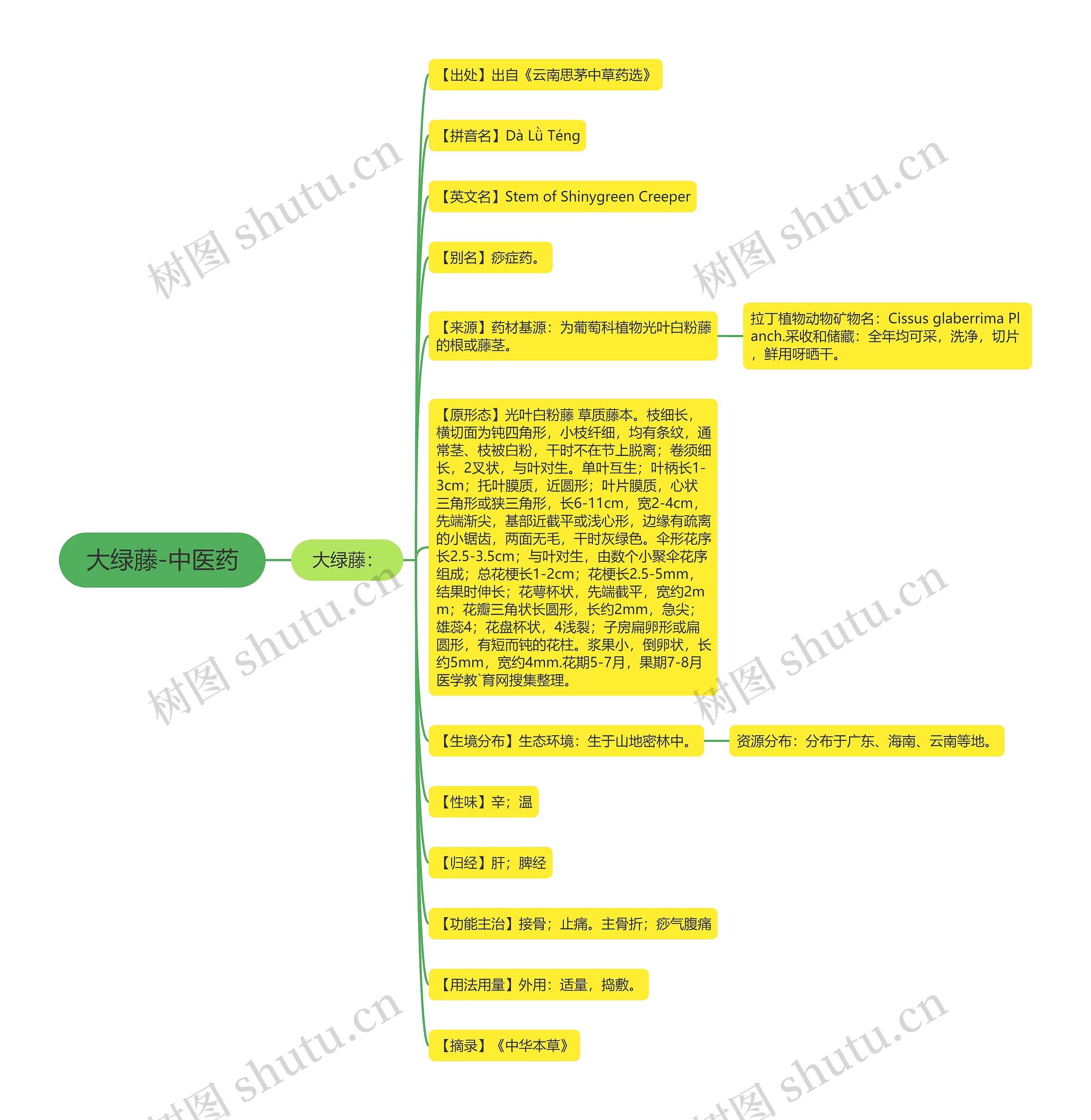 大绿藤-中医药 大绿藤-中医药